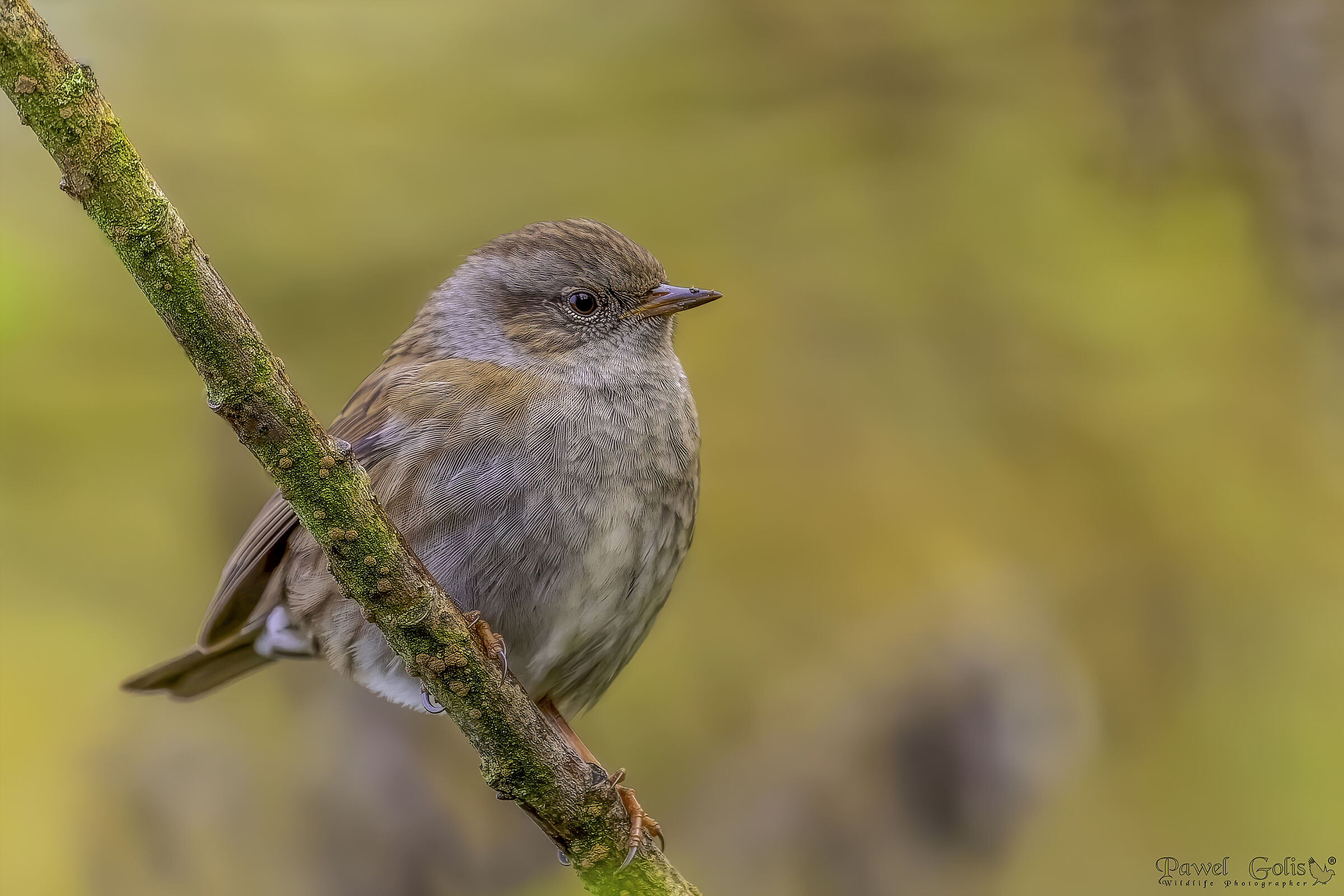 Dunnock (Prunella modularis)