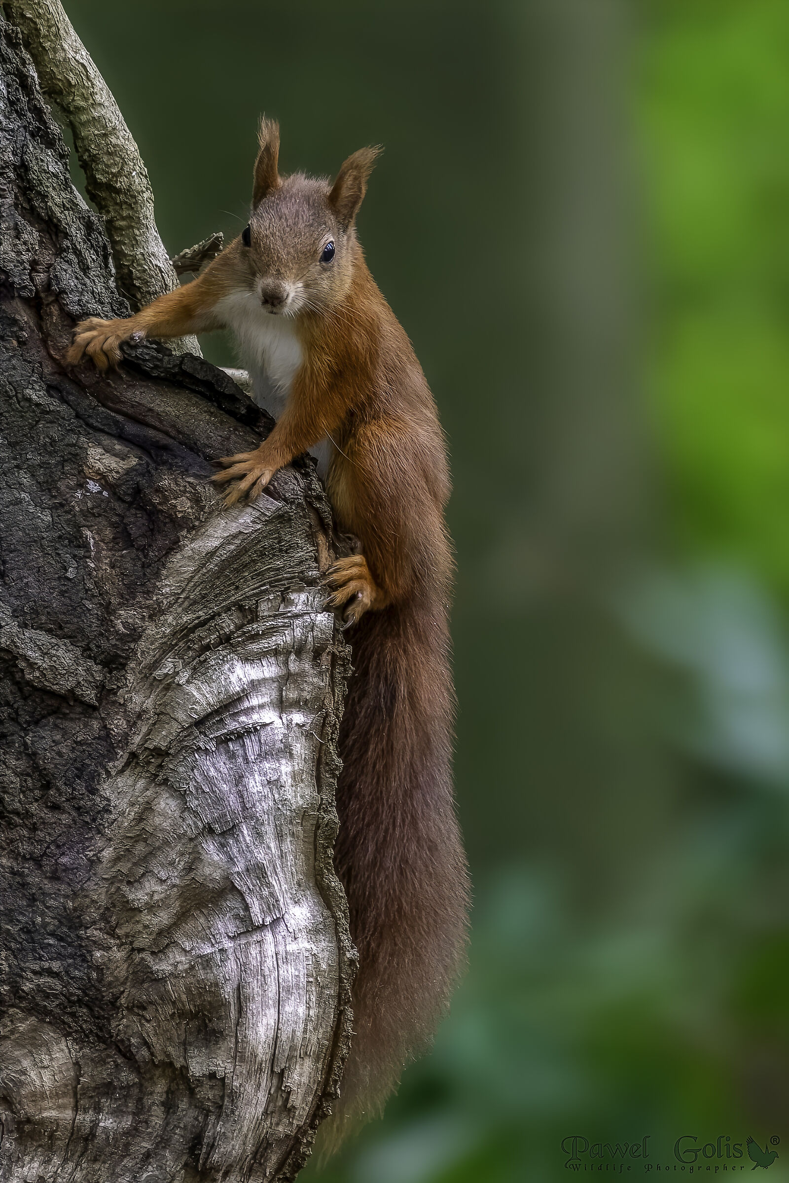Red Squirell (Sciurus vulgaris)