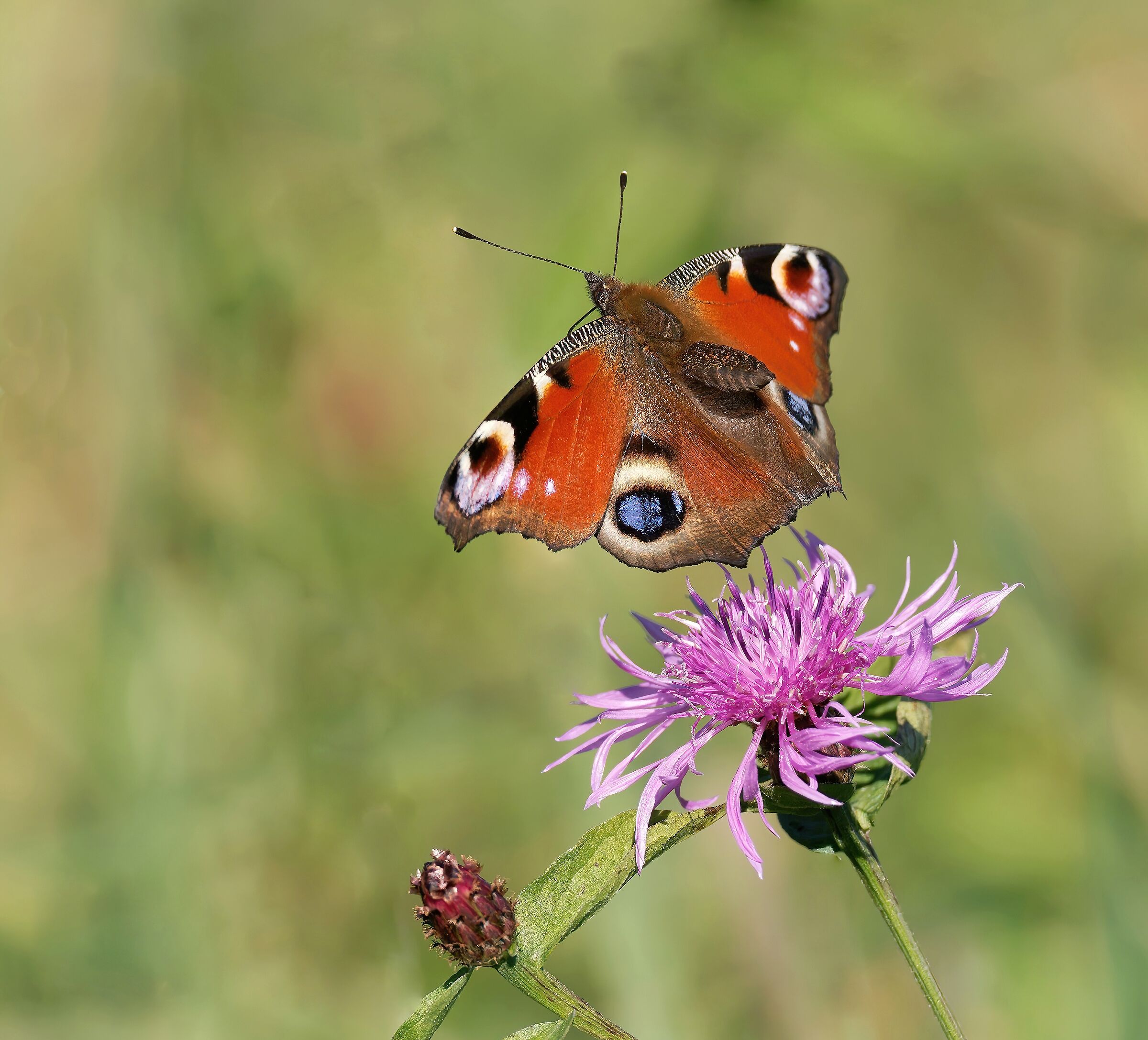 Aglais io