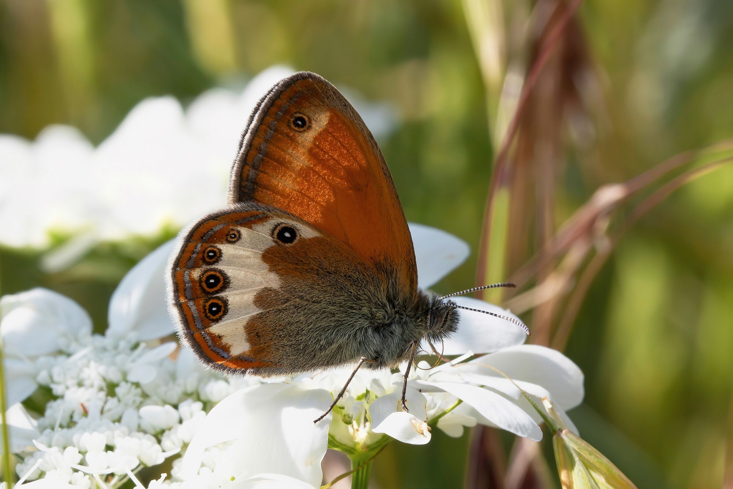 Coenonympha arcania