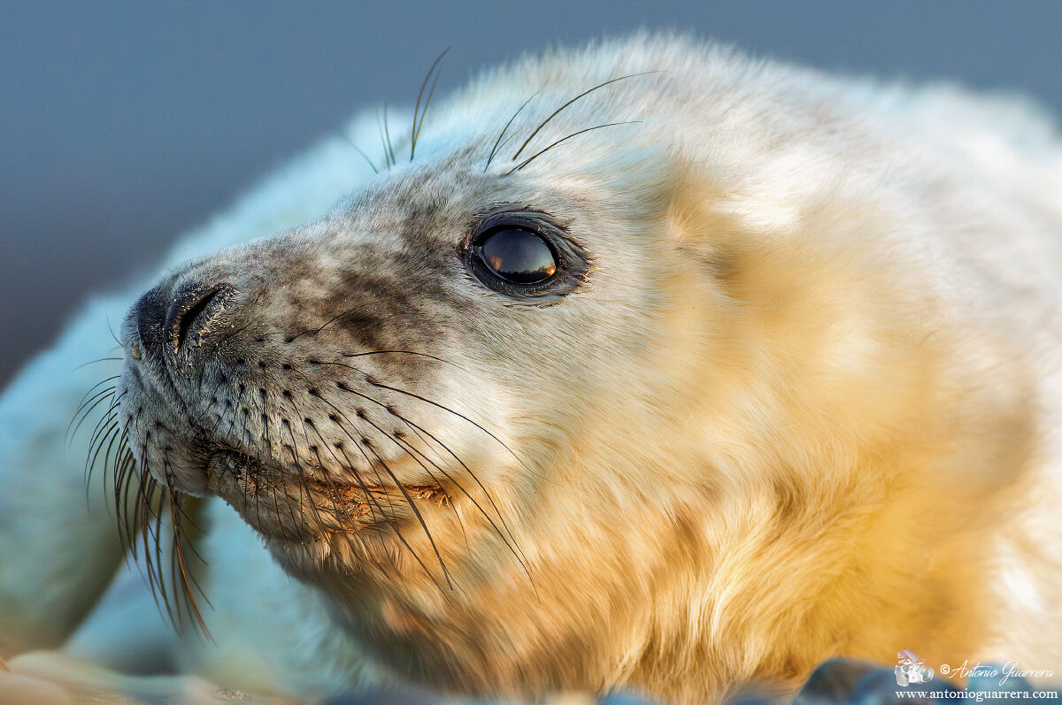 Foca grigia portrait