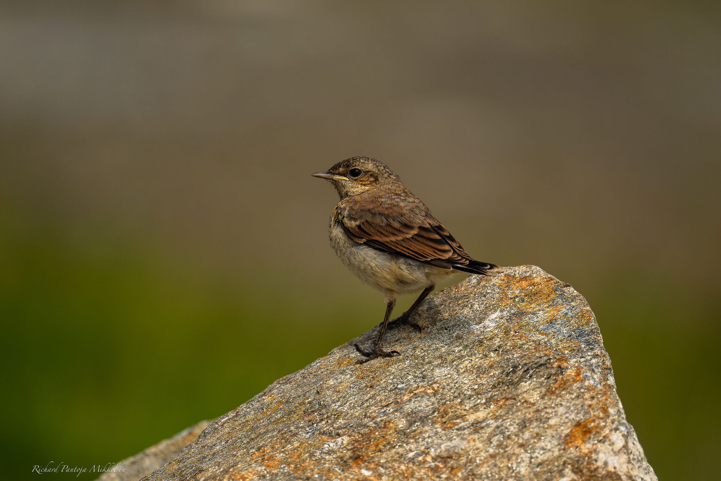 Little bird