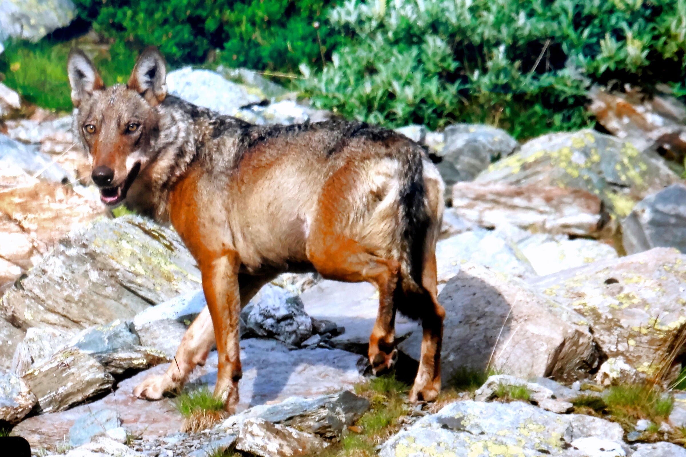 lupo