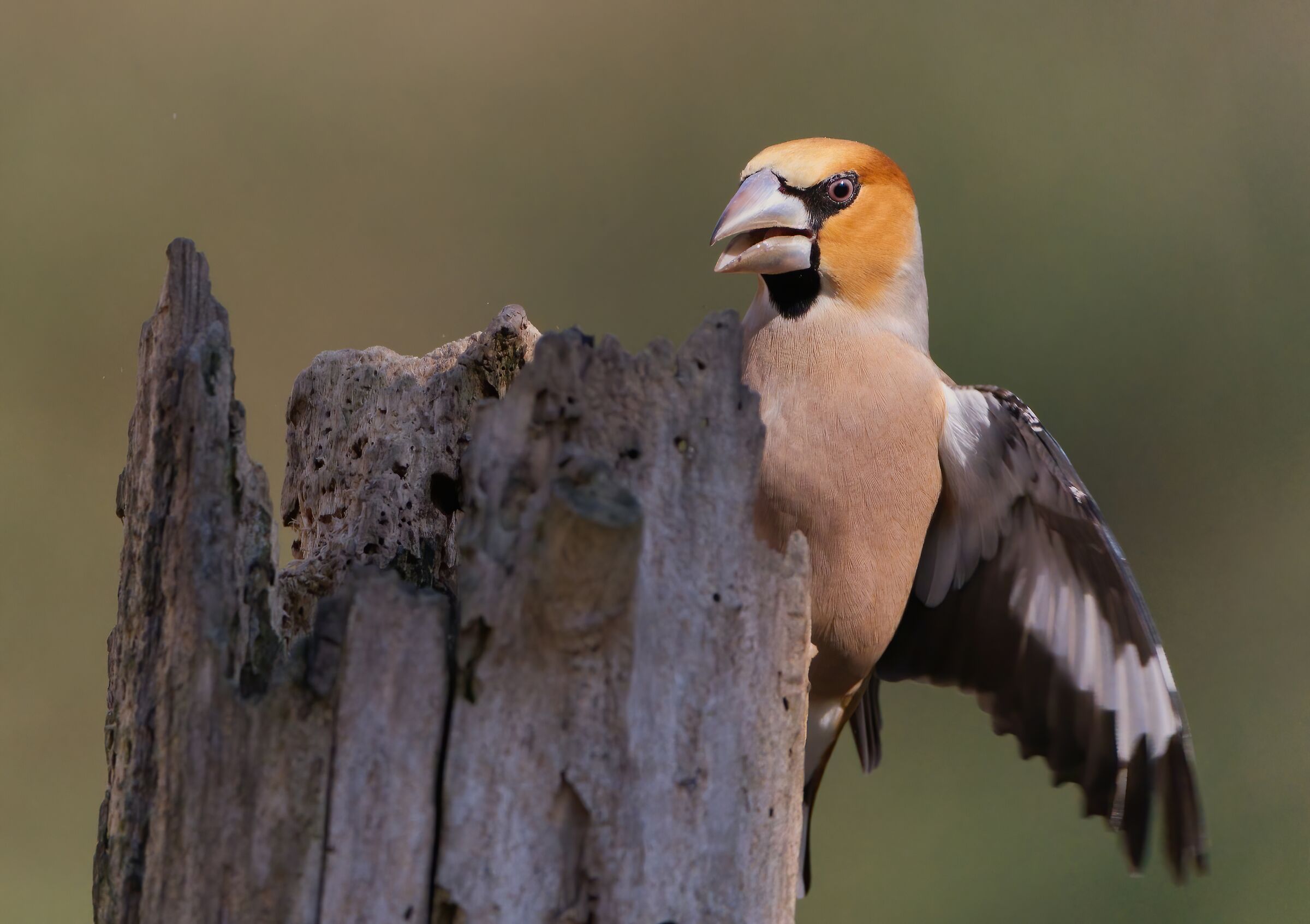 Hawfinch