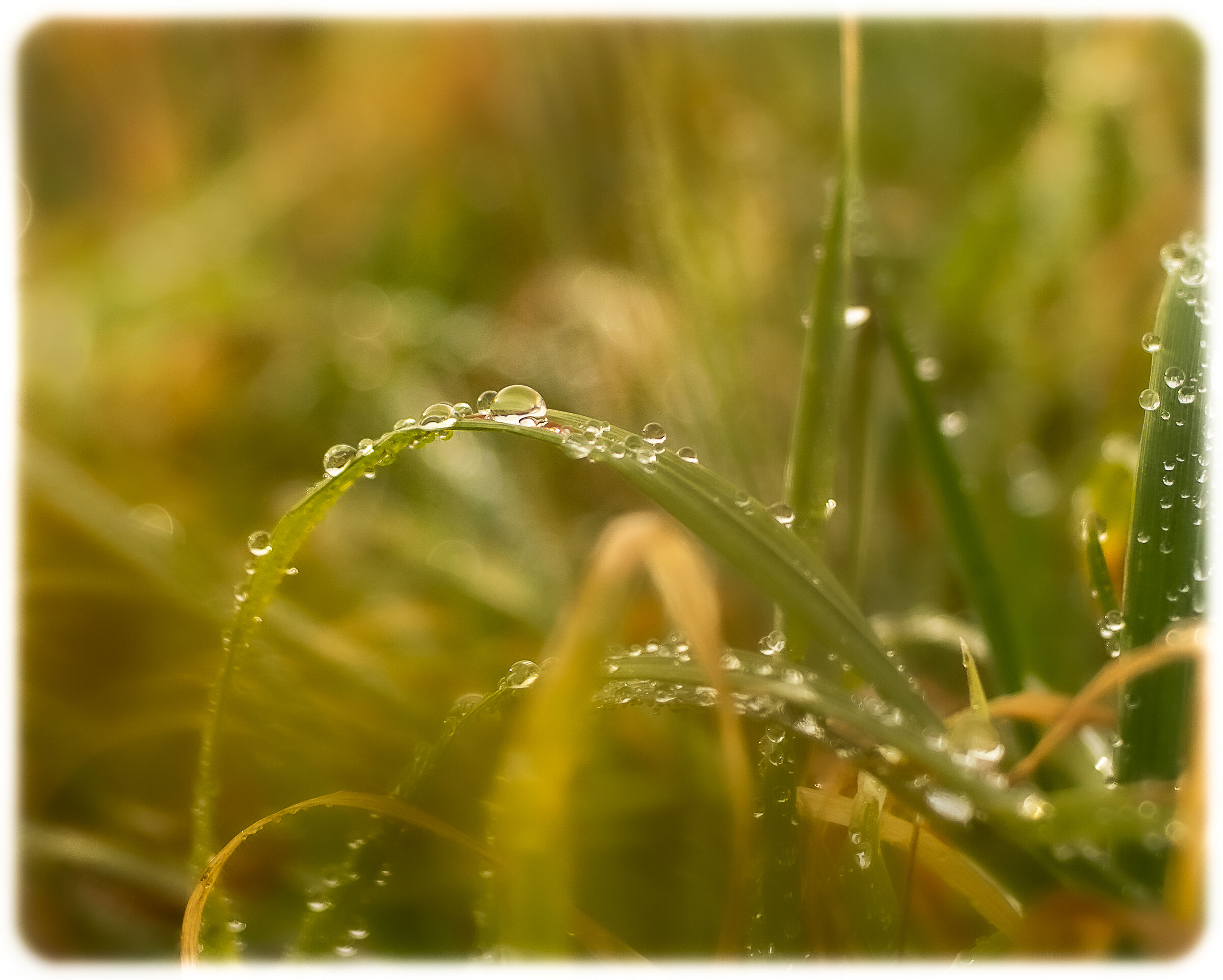 Drops