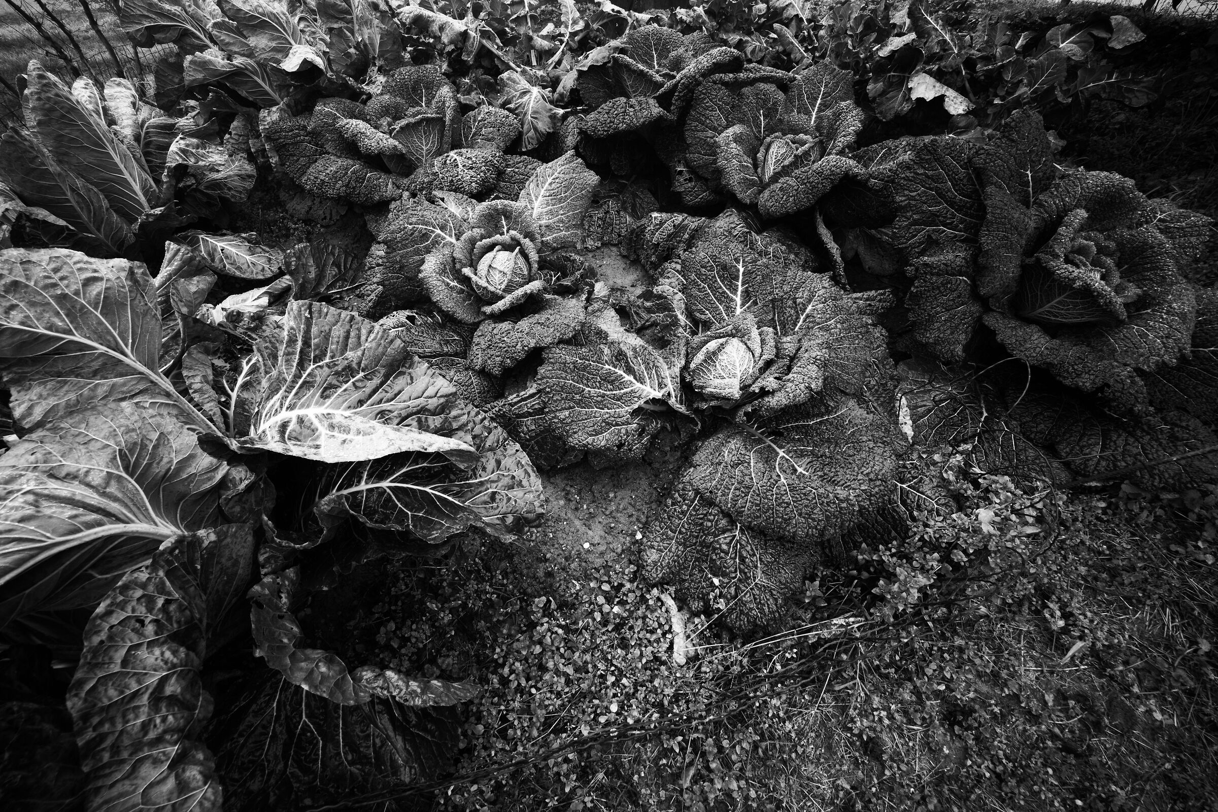 c'è poco da sfogliare le verze