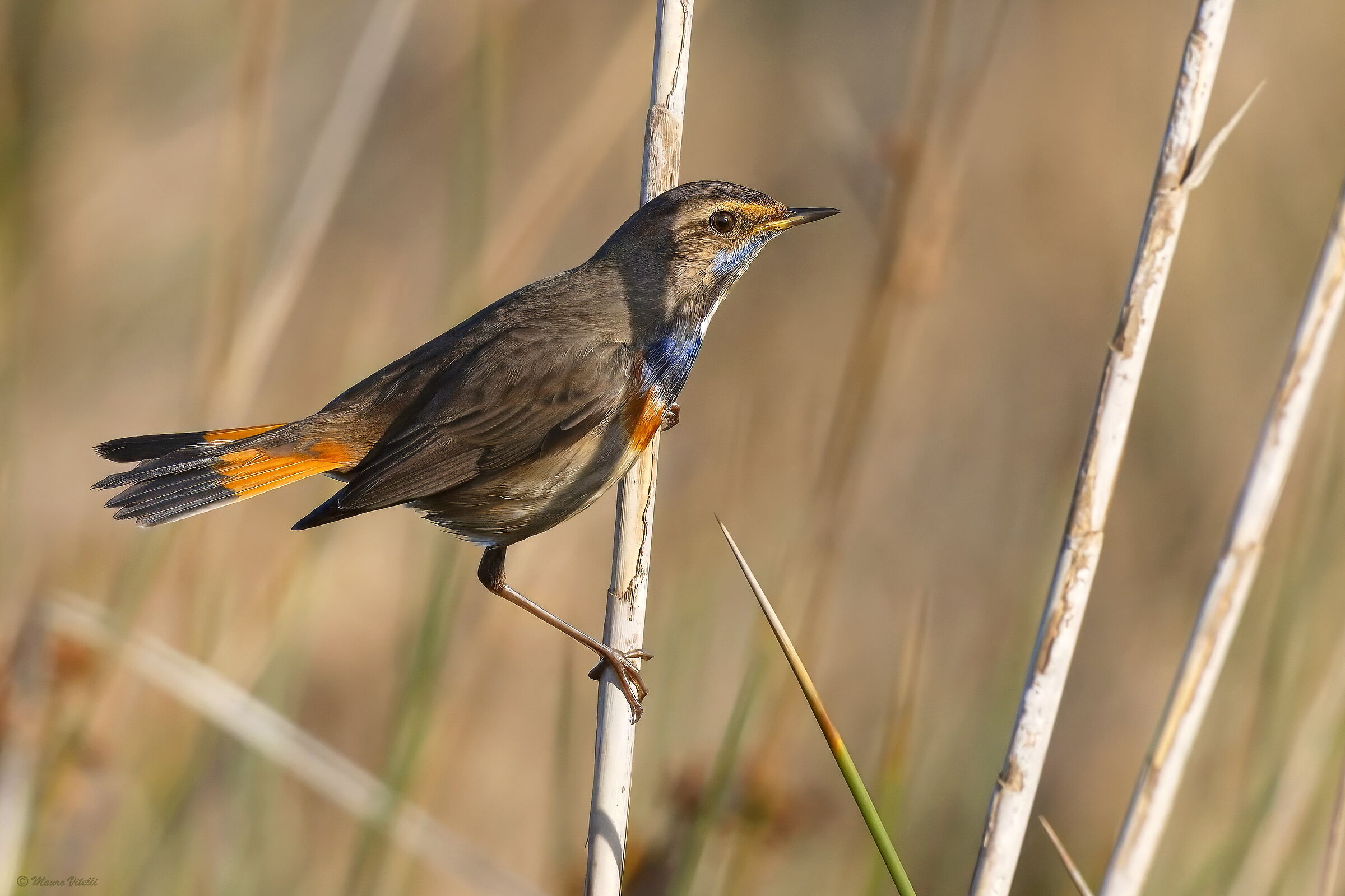 Bluethroat (Luscina svecica)