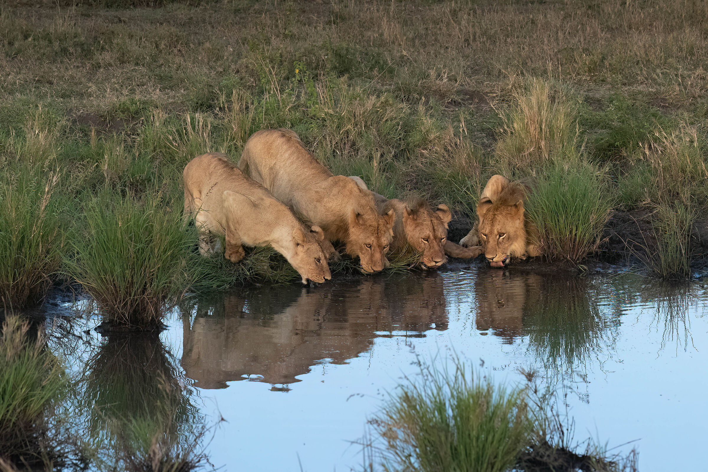 Those who don't drink in company...