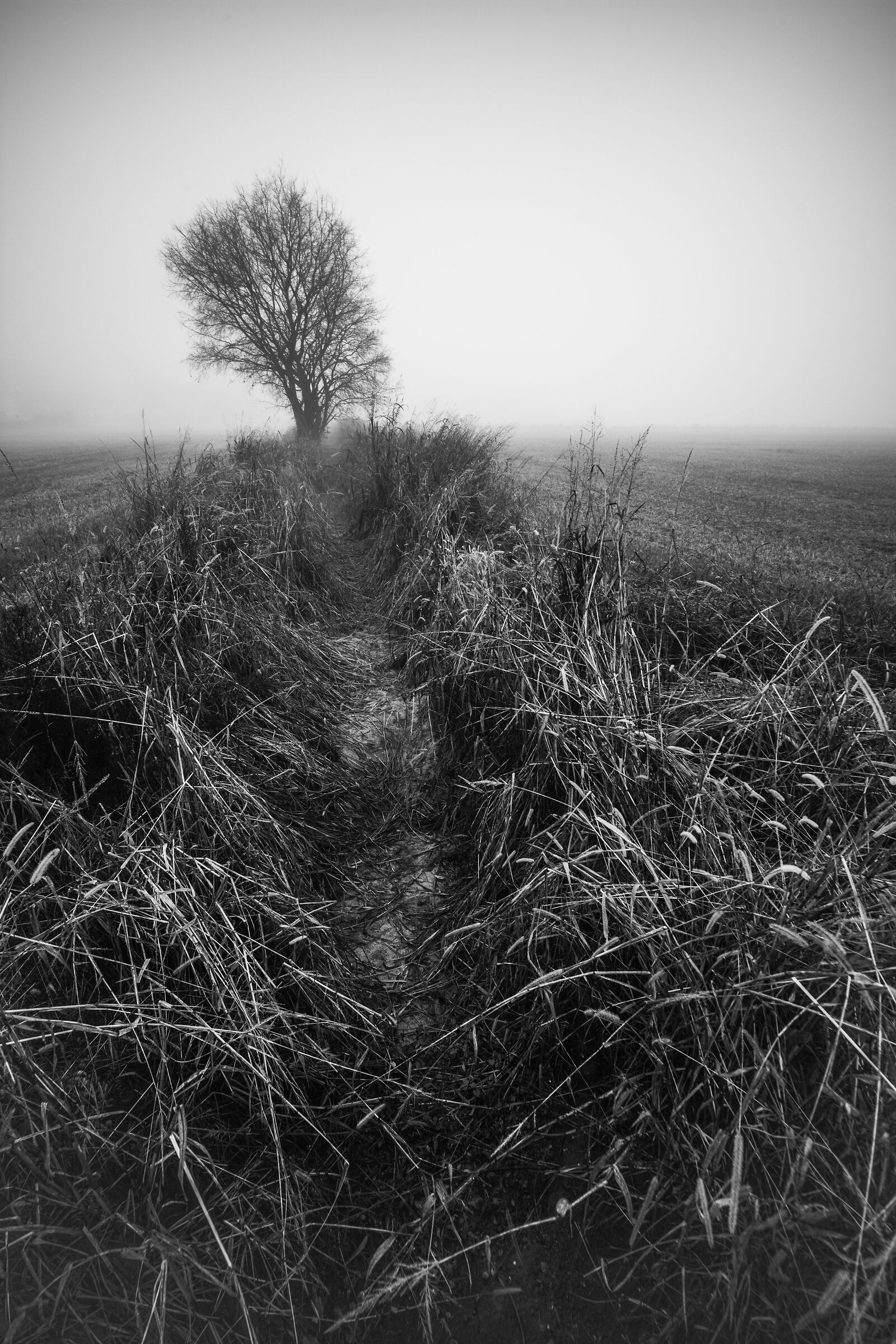 In attesa dell'acqua in primavera