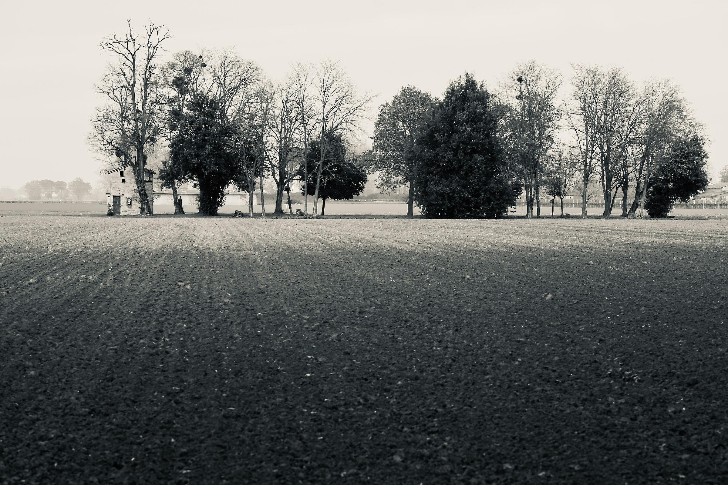 composizione con vischio