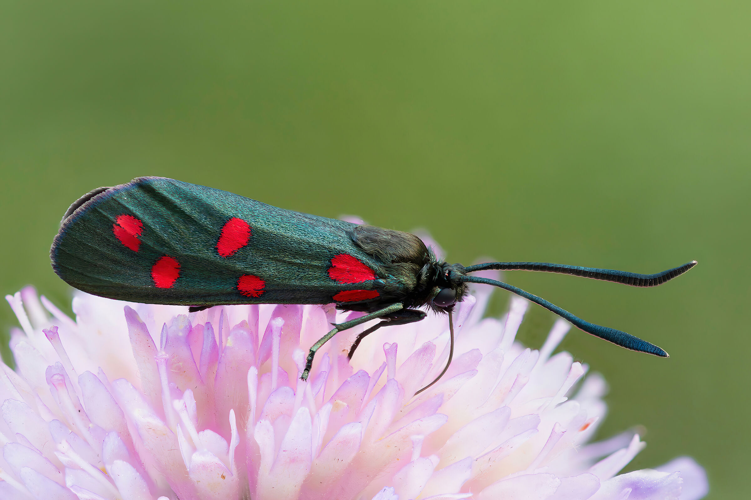 Zygaena filipendulae