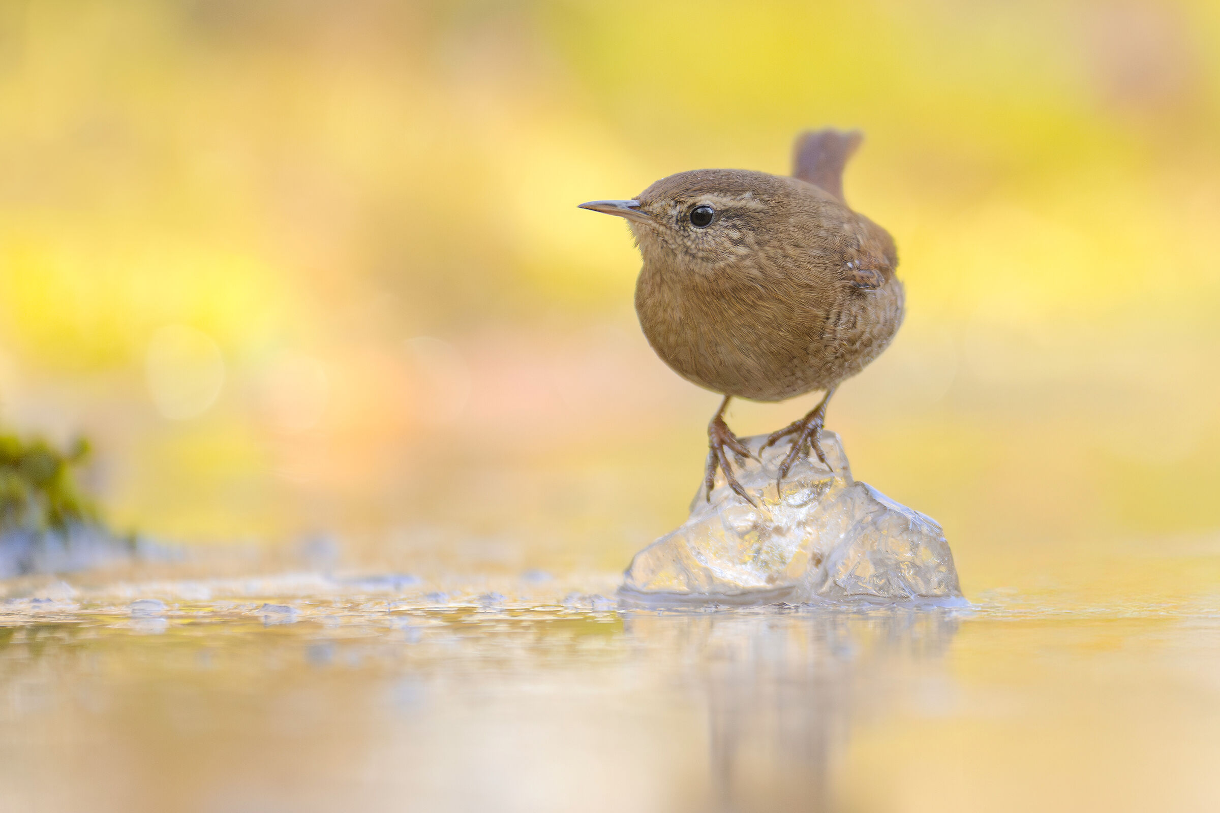 Wren