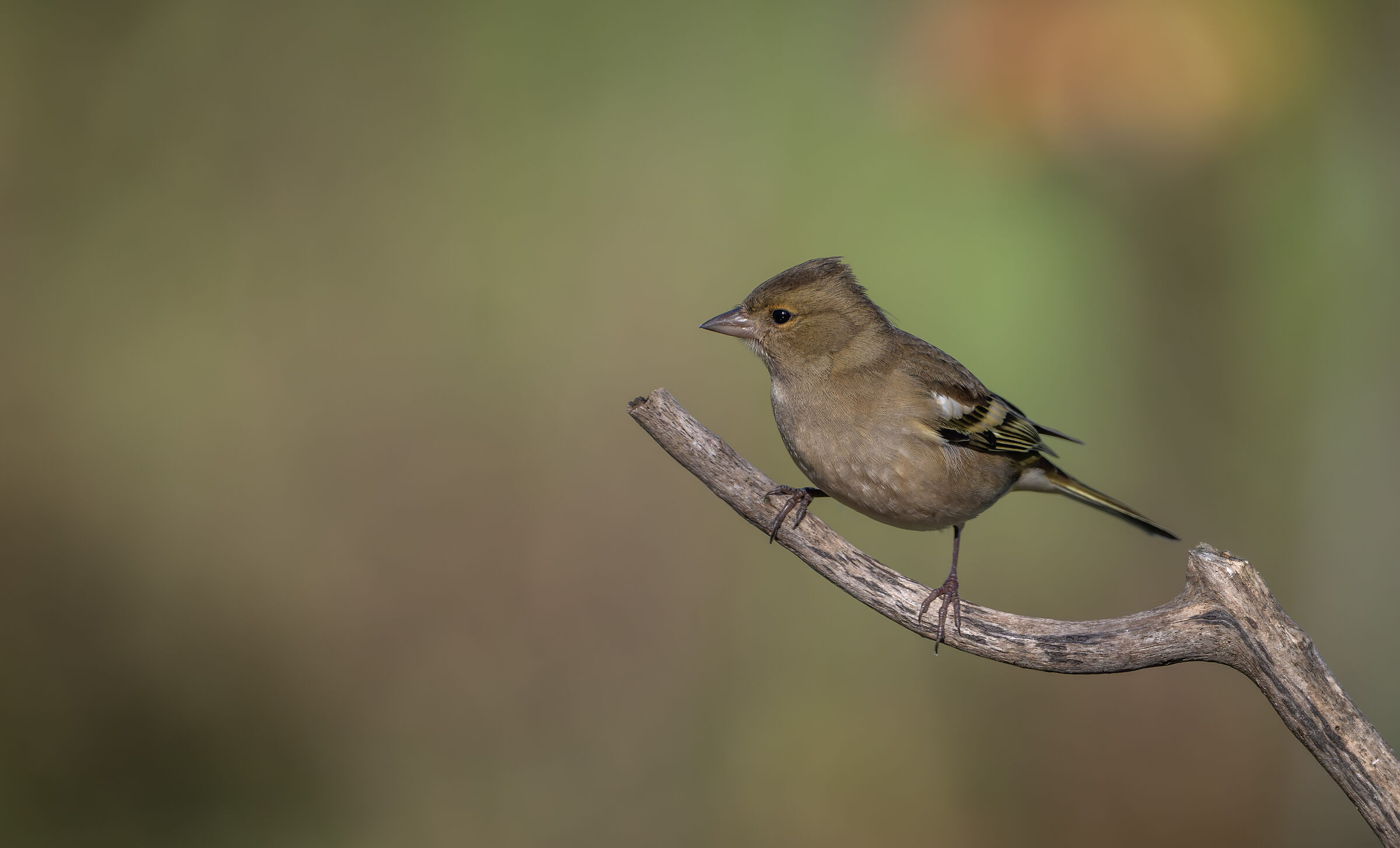 Chaffinch