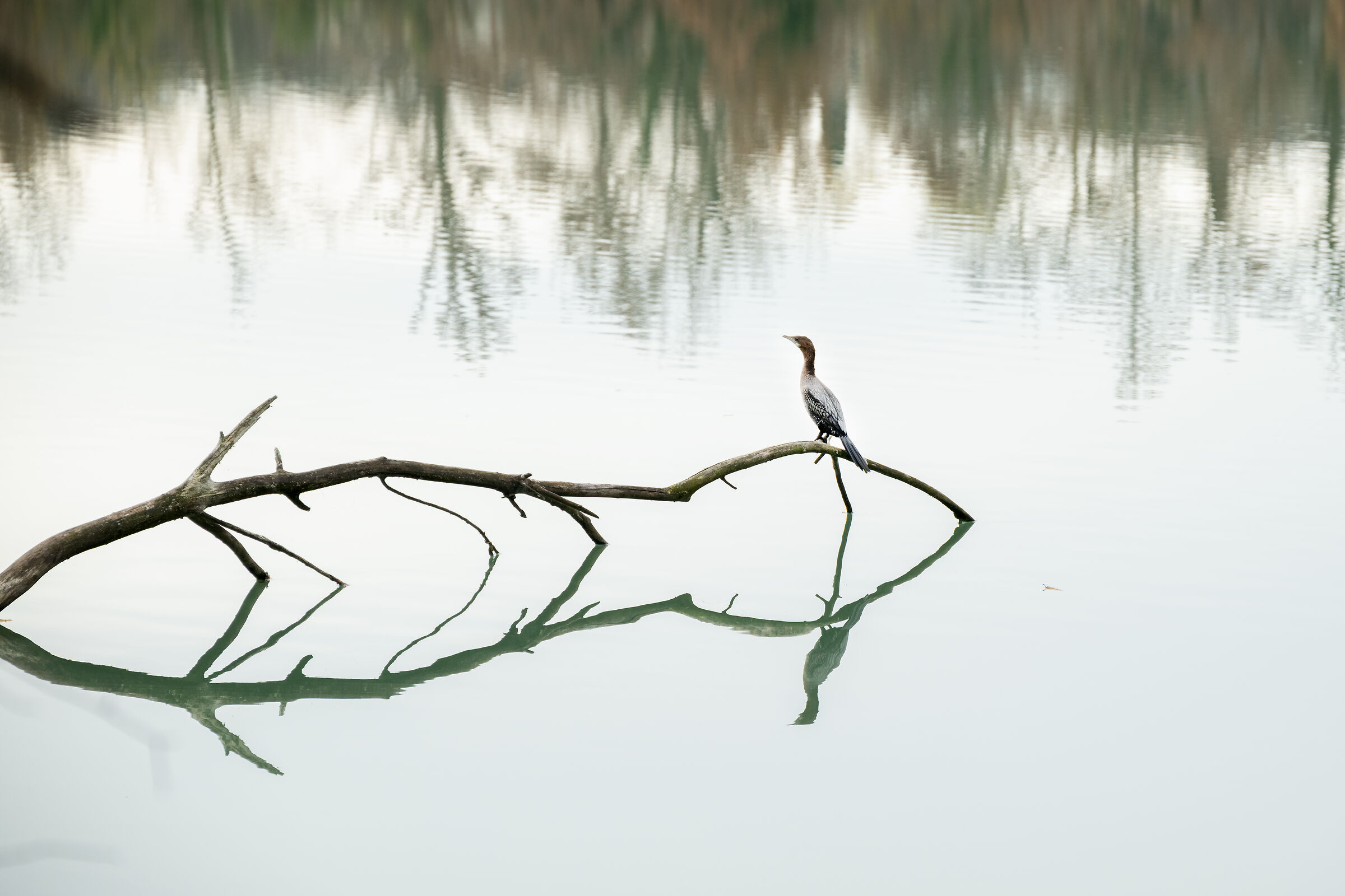 Untitled Photo