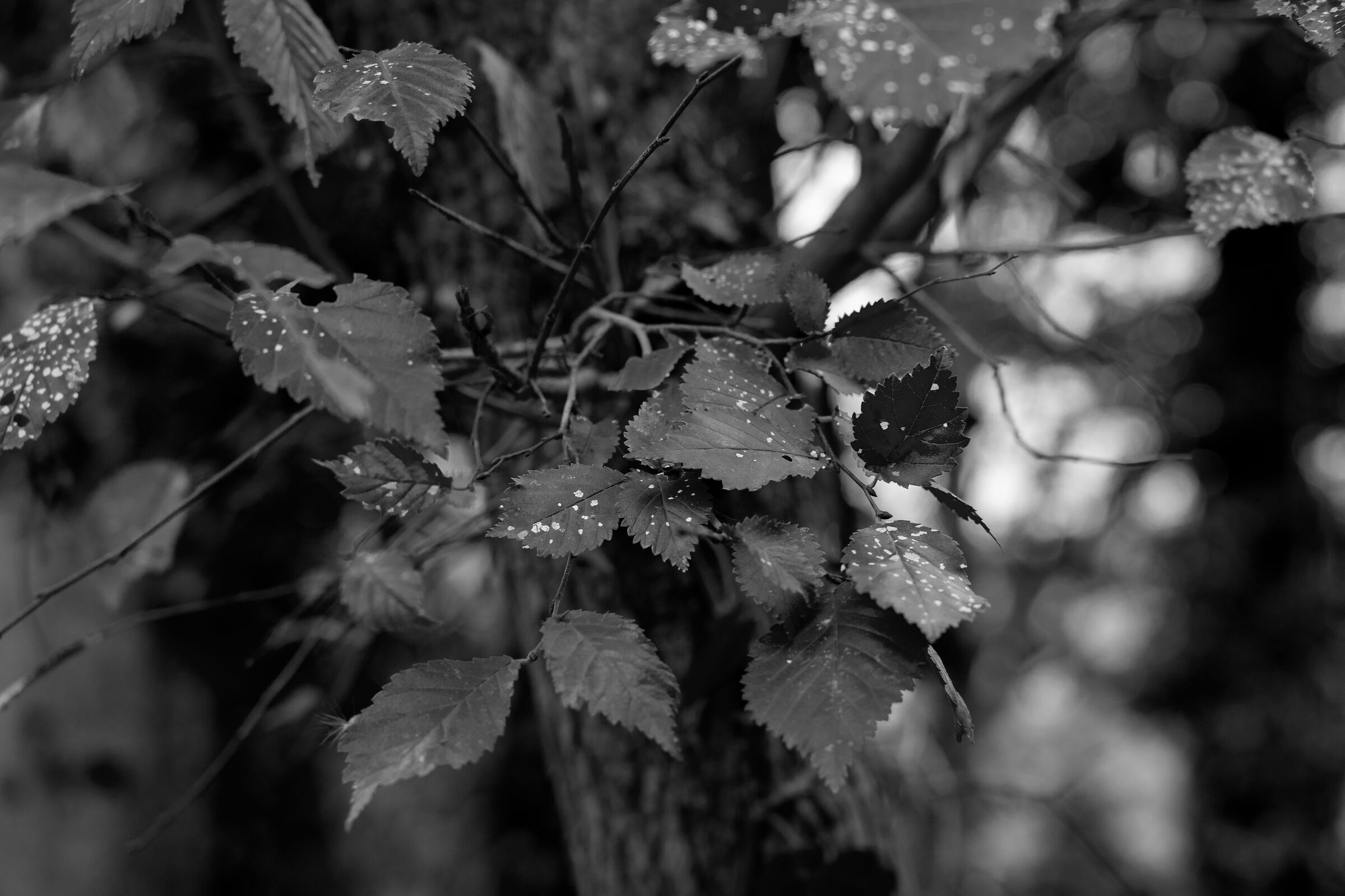 Untitled Photo