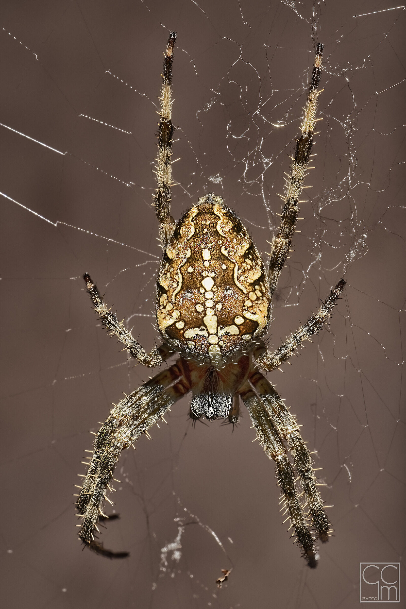 Il ragno porta guadagno...