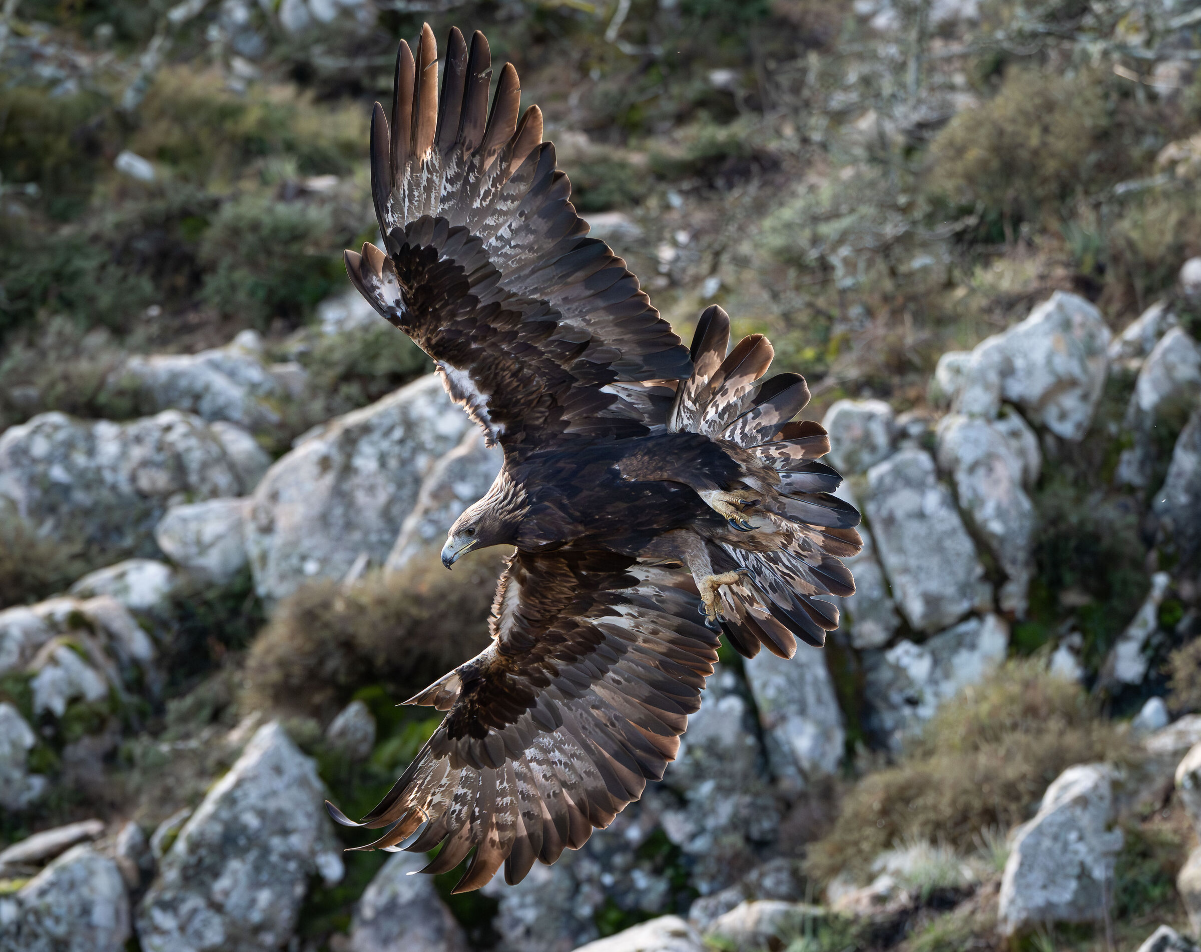 Aquila reale sarda