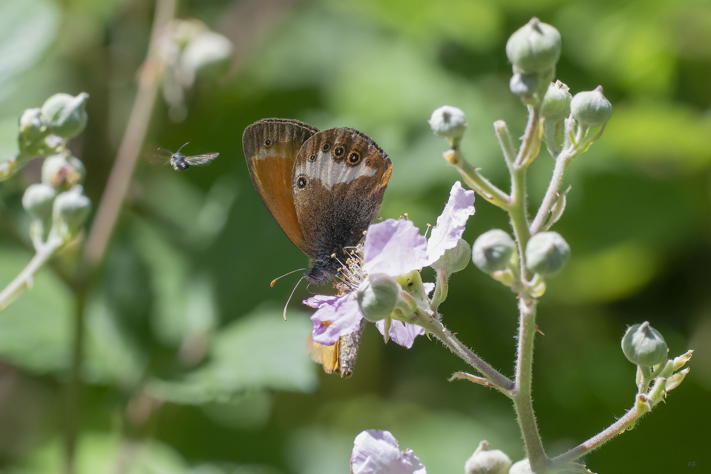 La farfalla e il moscerino