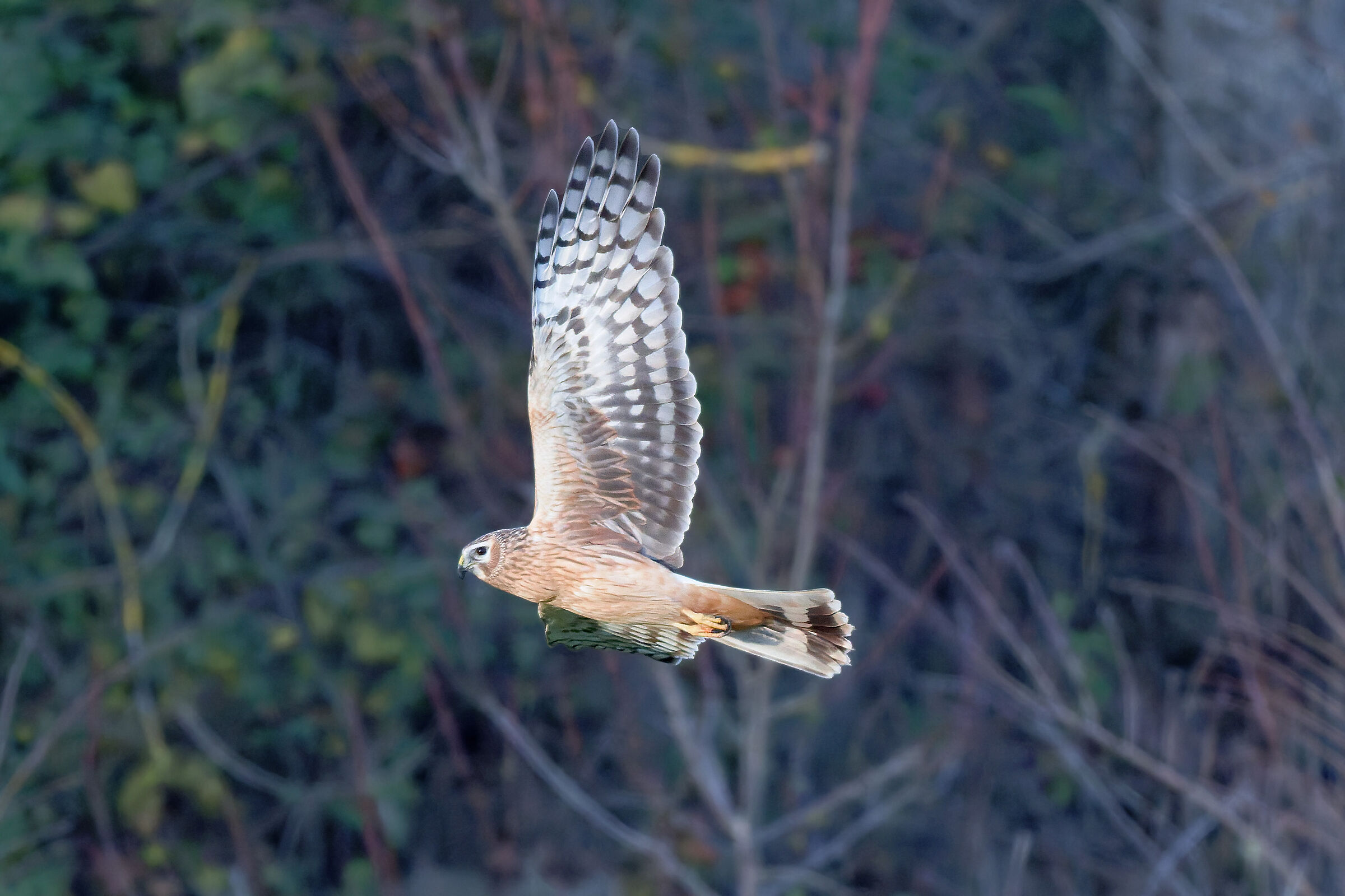 Hen Harrier female