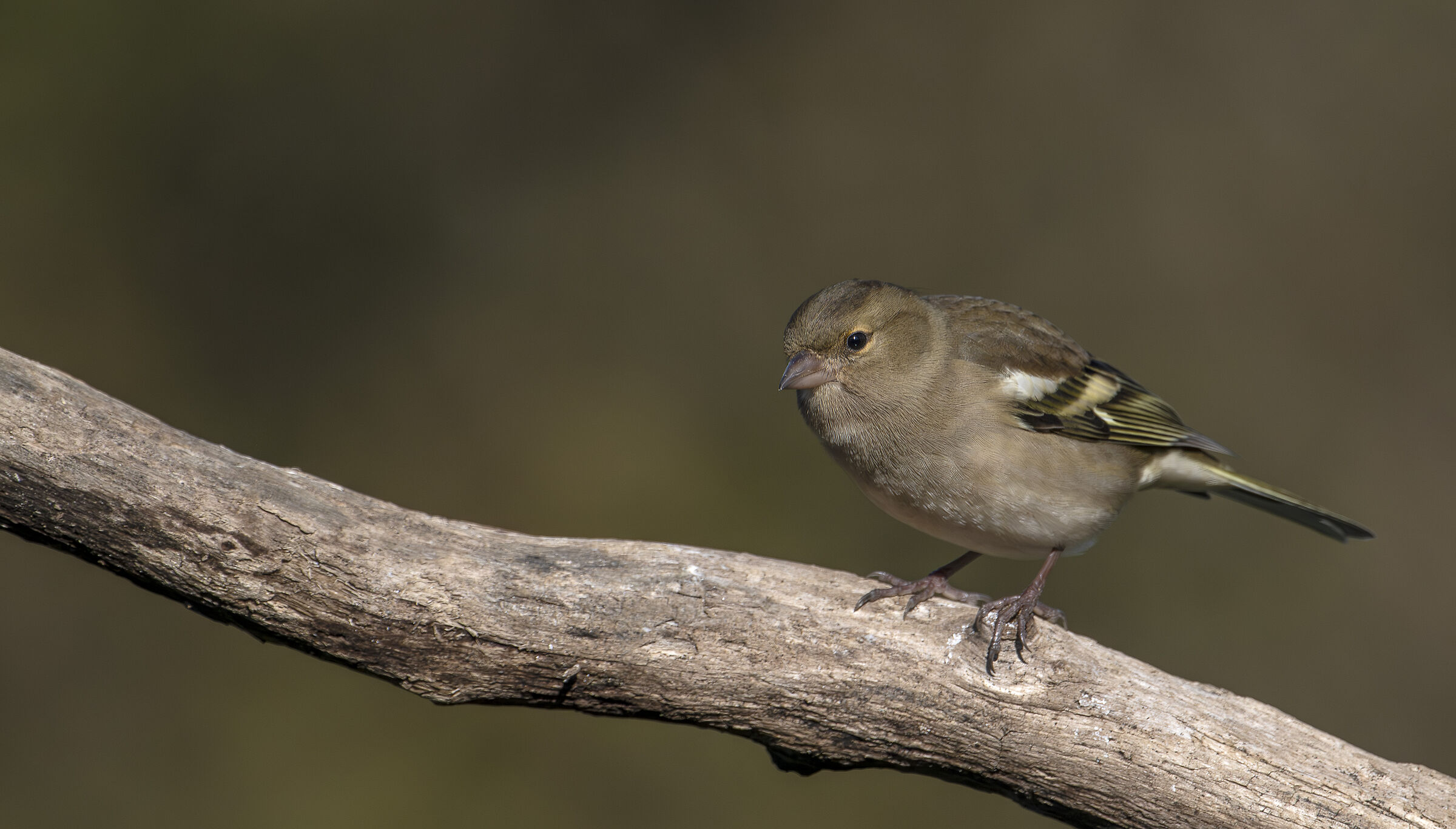 Chaffinch