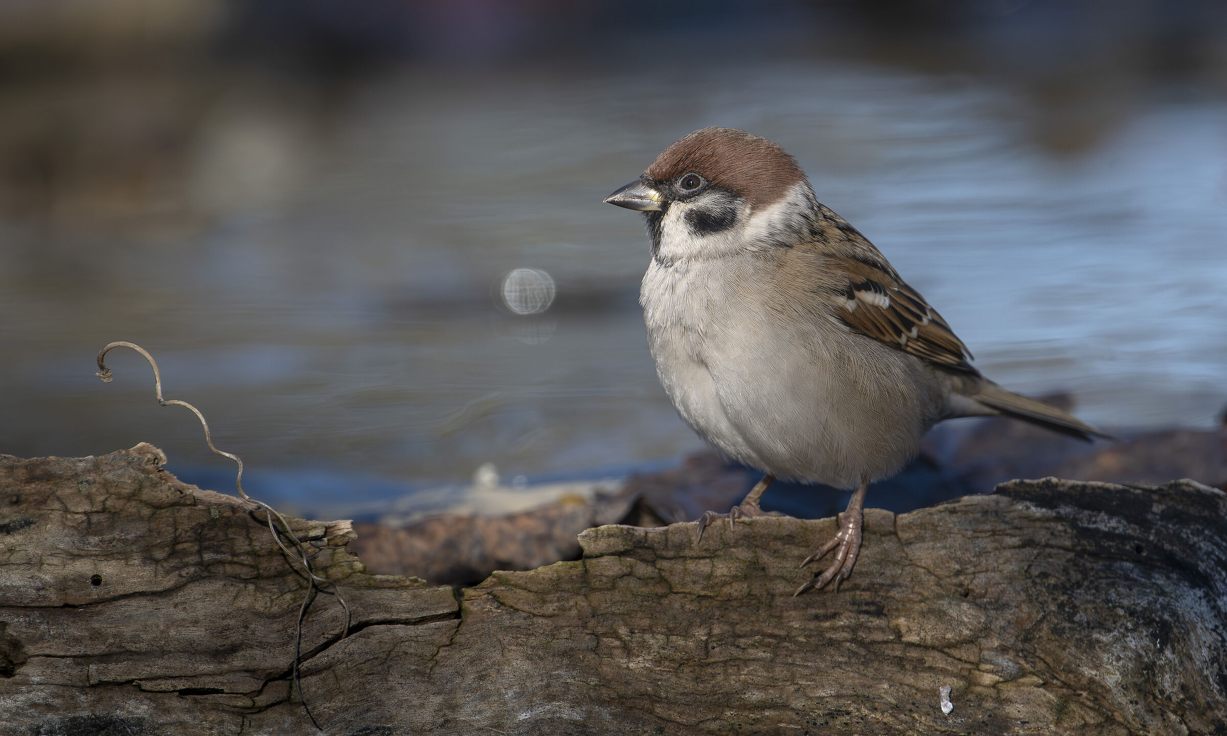 Sparrow Attugia