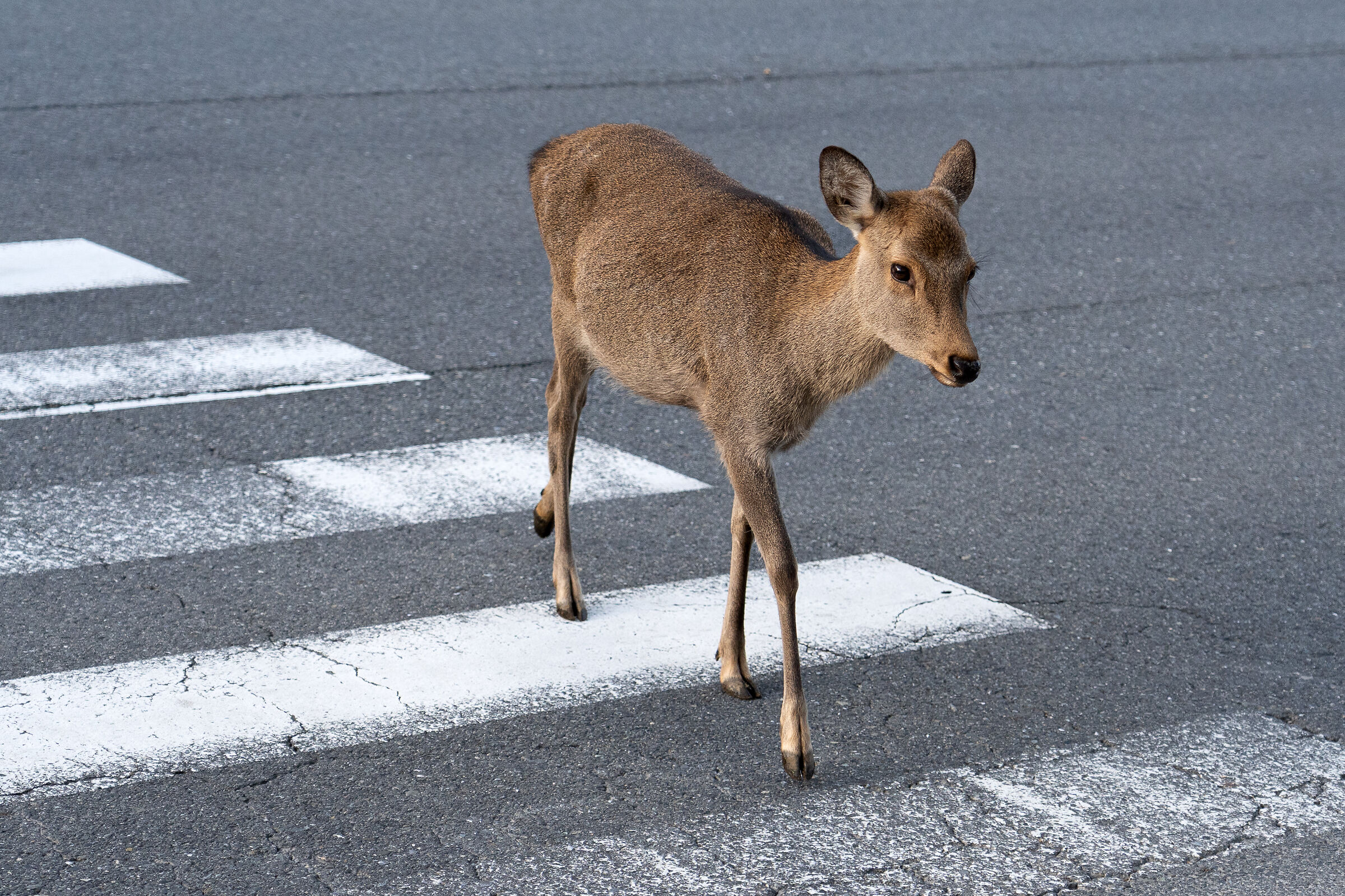 Cross the road :)