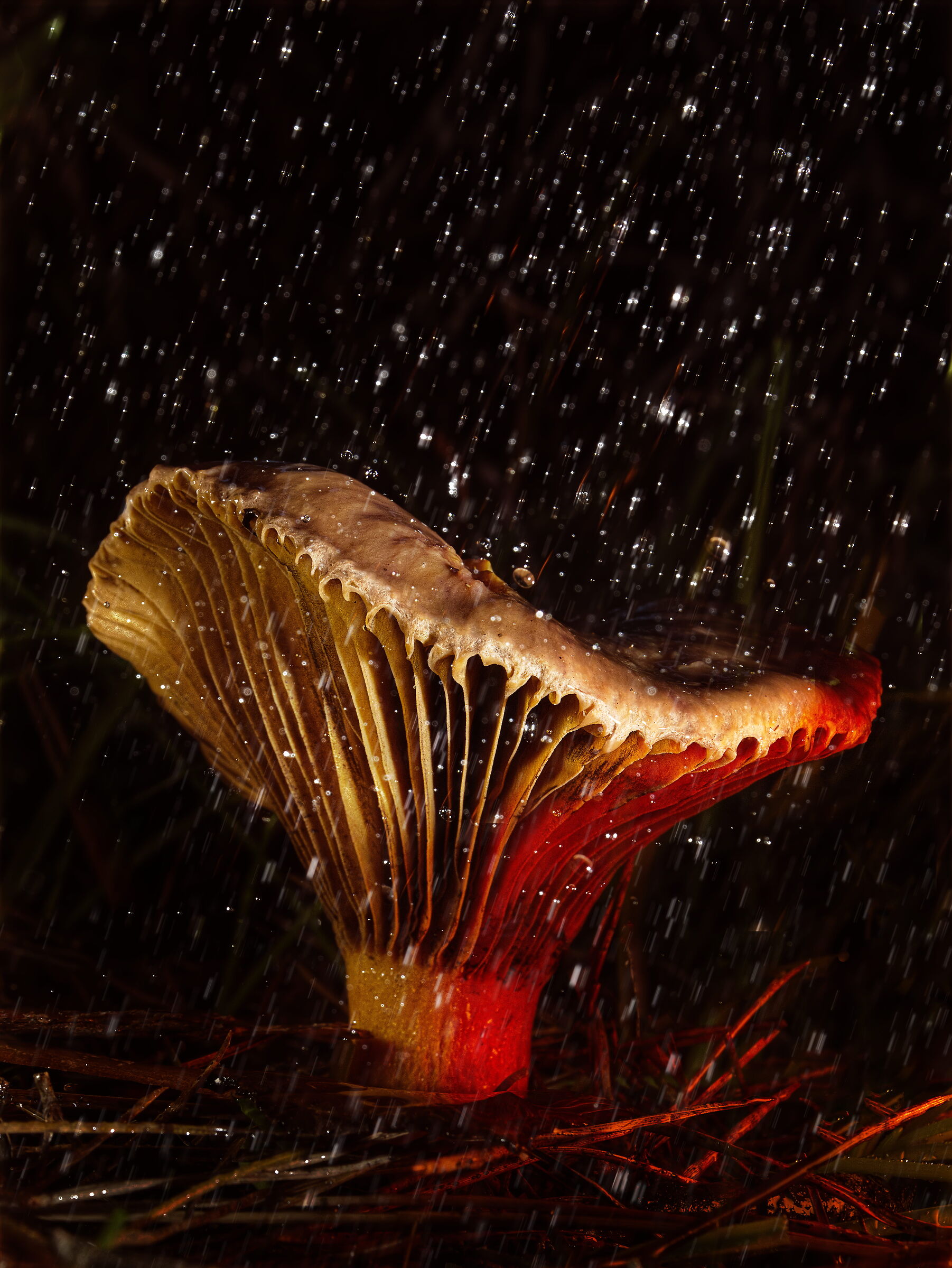 Mushroom in the rain