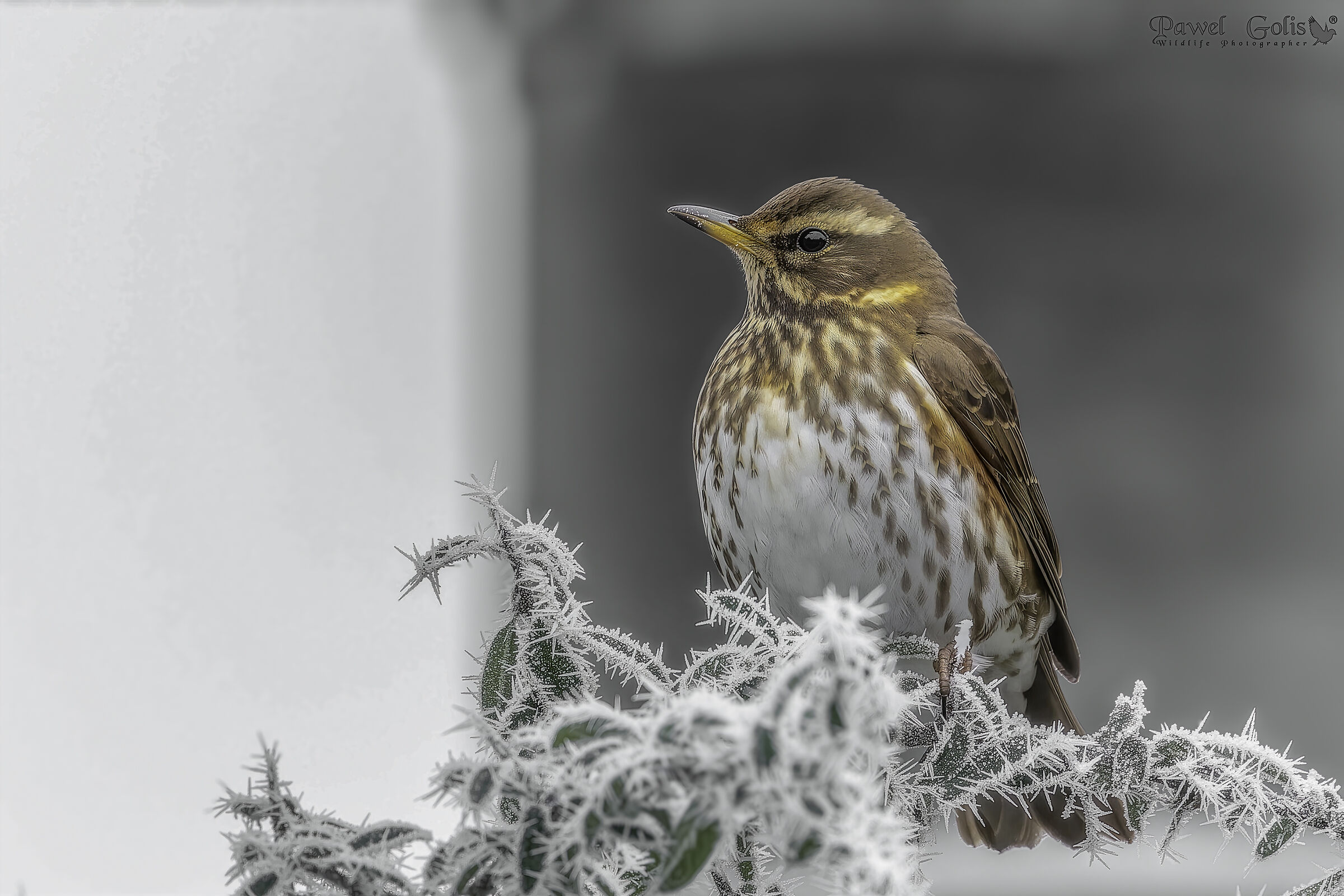 Ala rossa (Turdus iliacus)
