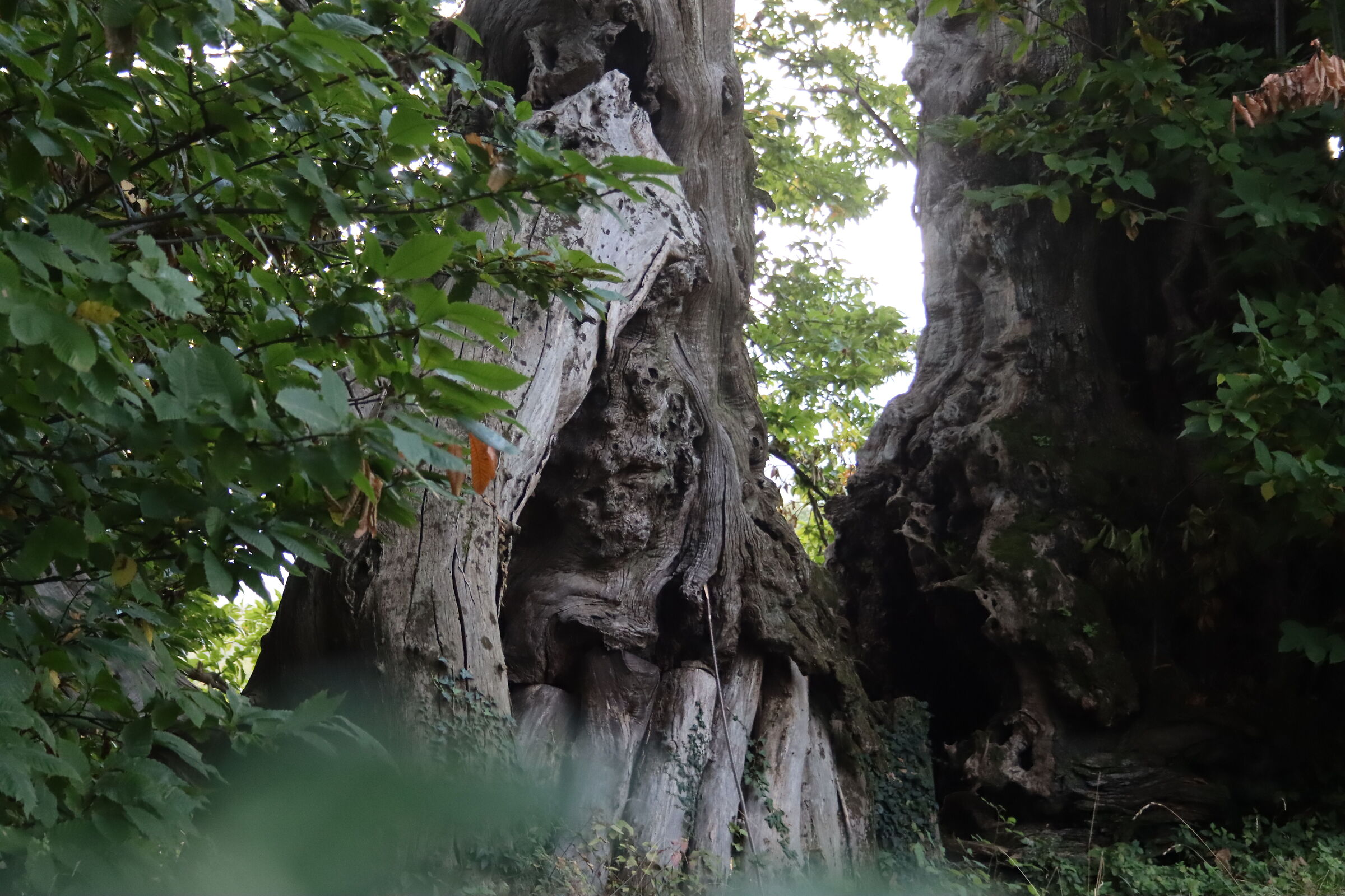 Meraviglie della Natura