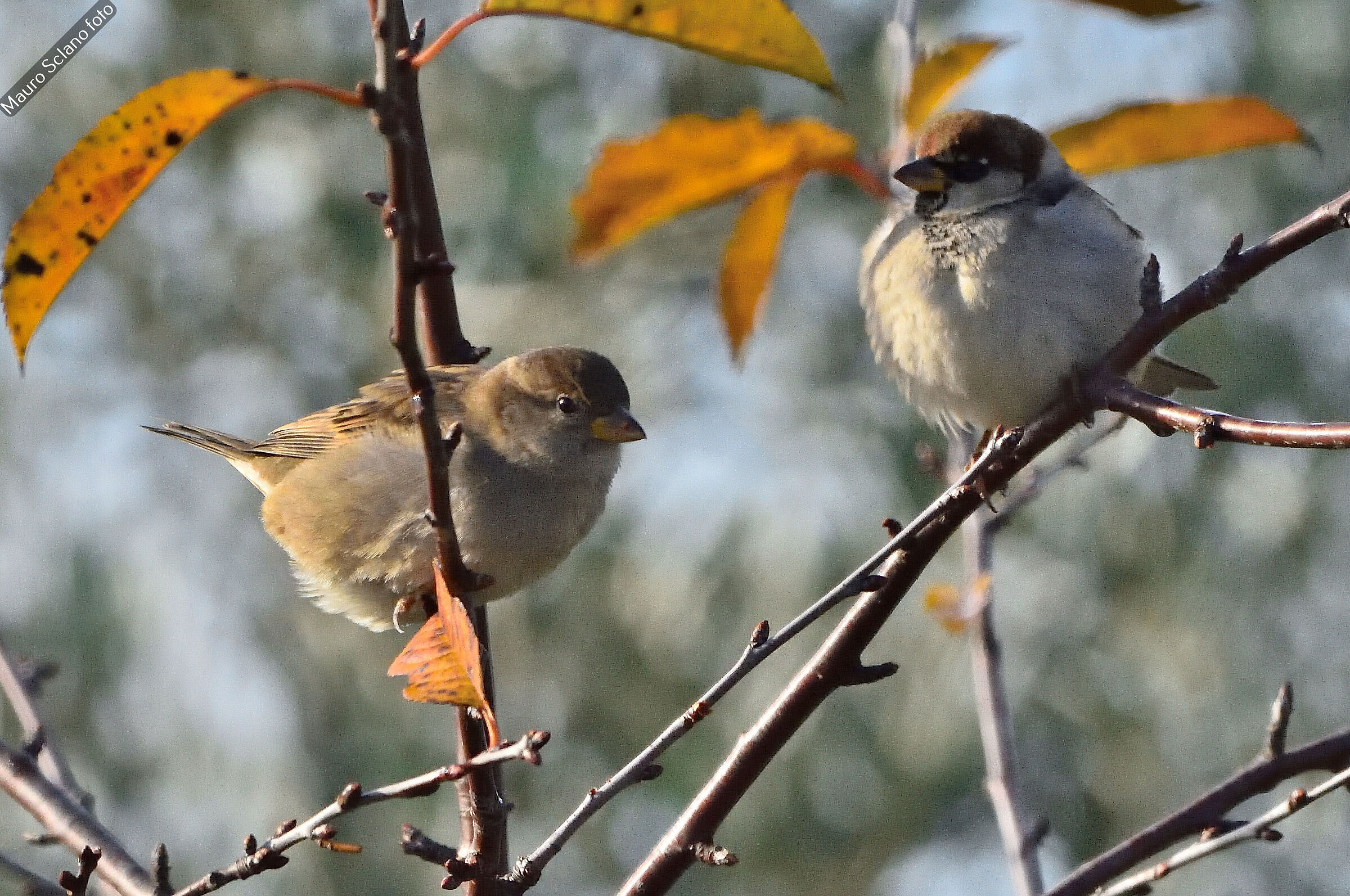 Sparrows