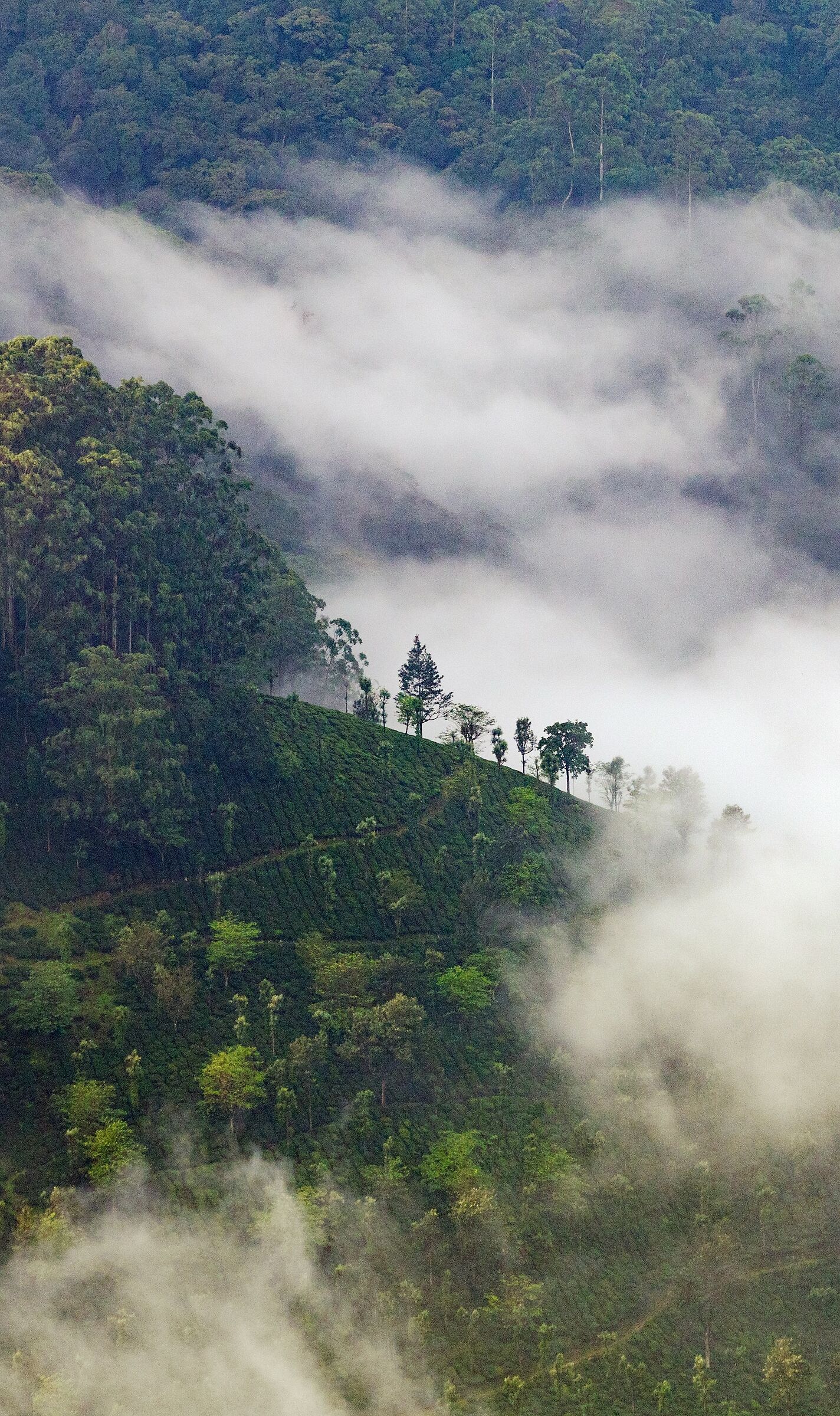 Piantagioni di tè, Valparai, TN, INDIA