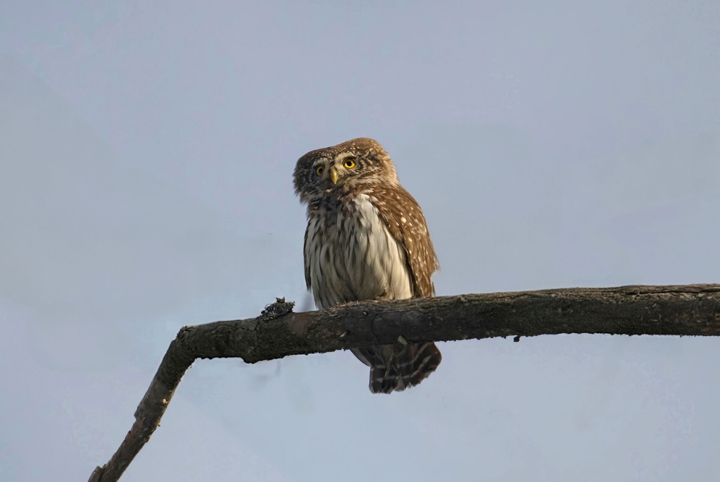 Dwarf Owl