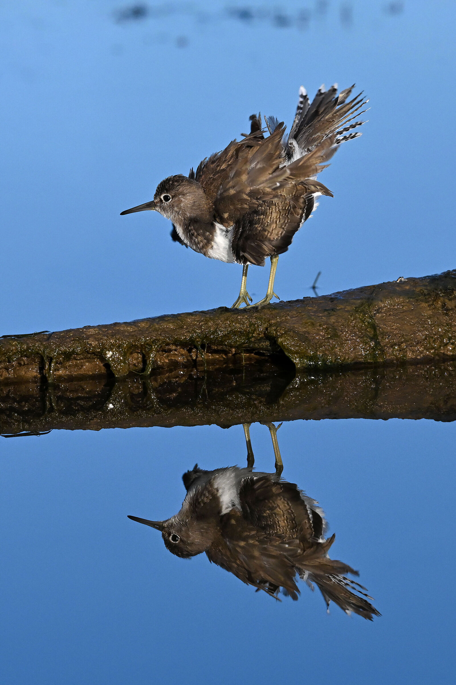 Slouched Sandpiper