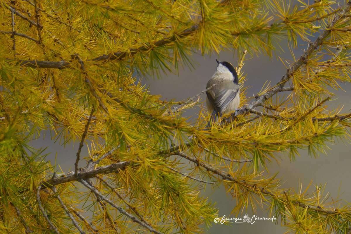 Alpine on larch (Poecile montanus)
