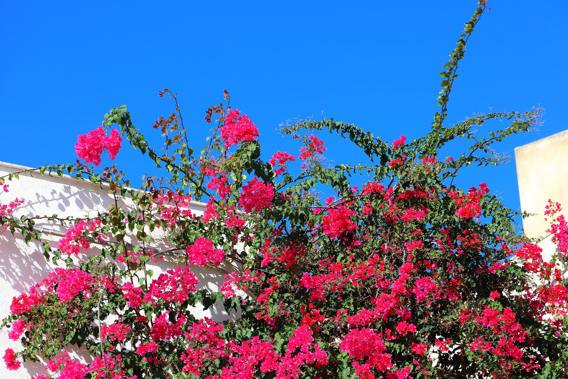 Bouganville 06 ottobre 2025 - 0336