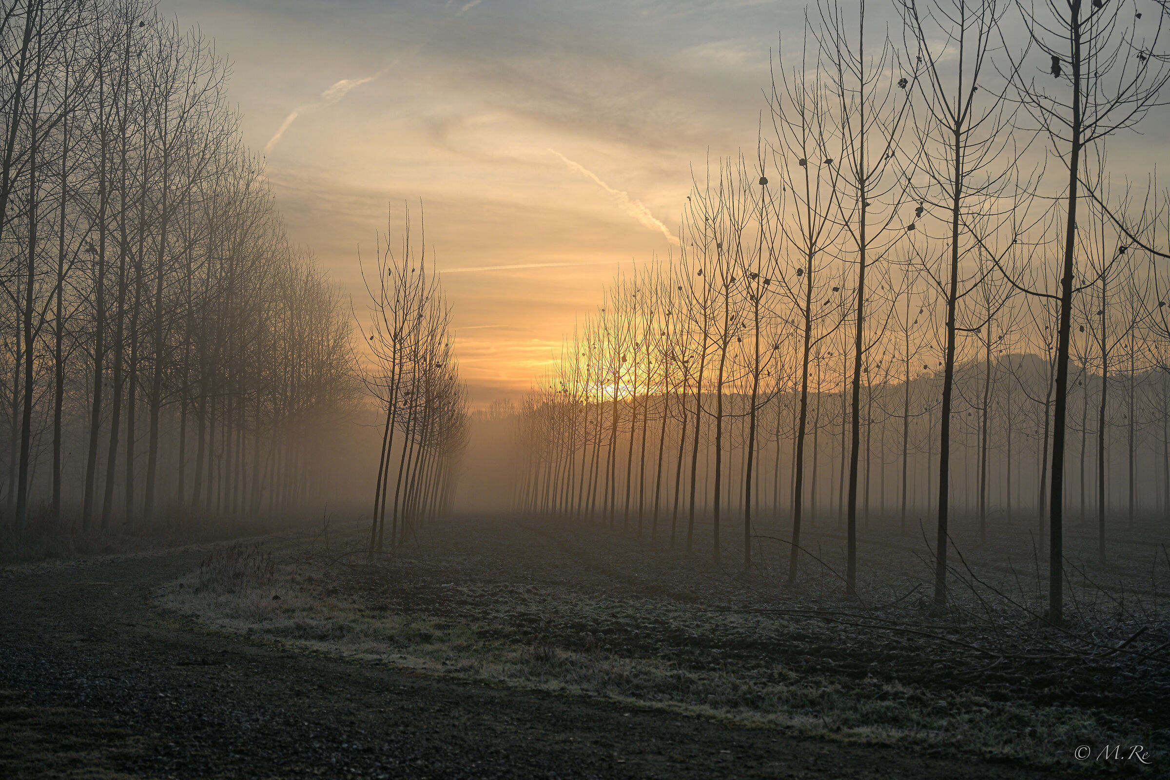 Nebbia mattutina