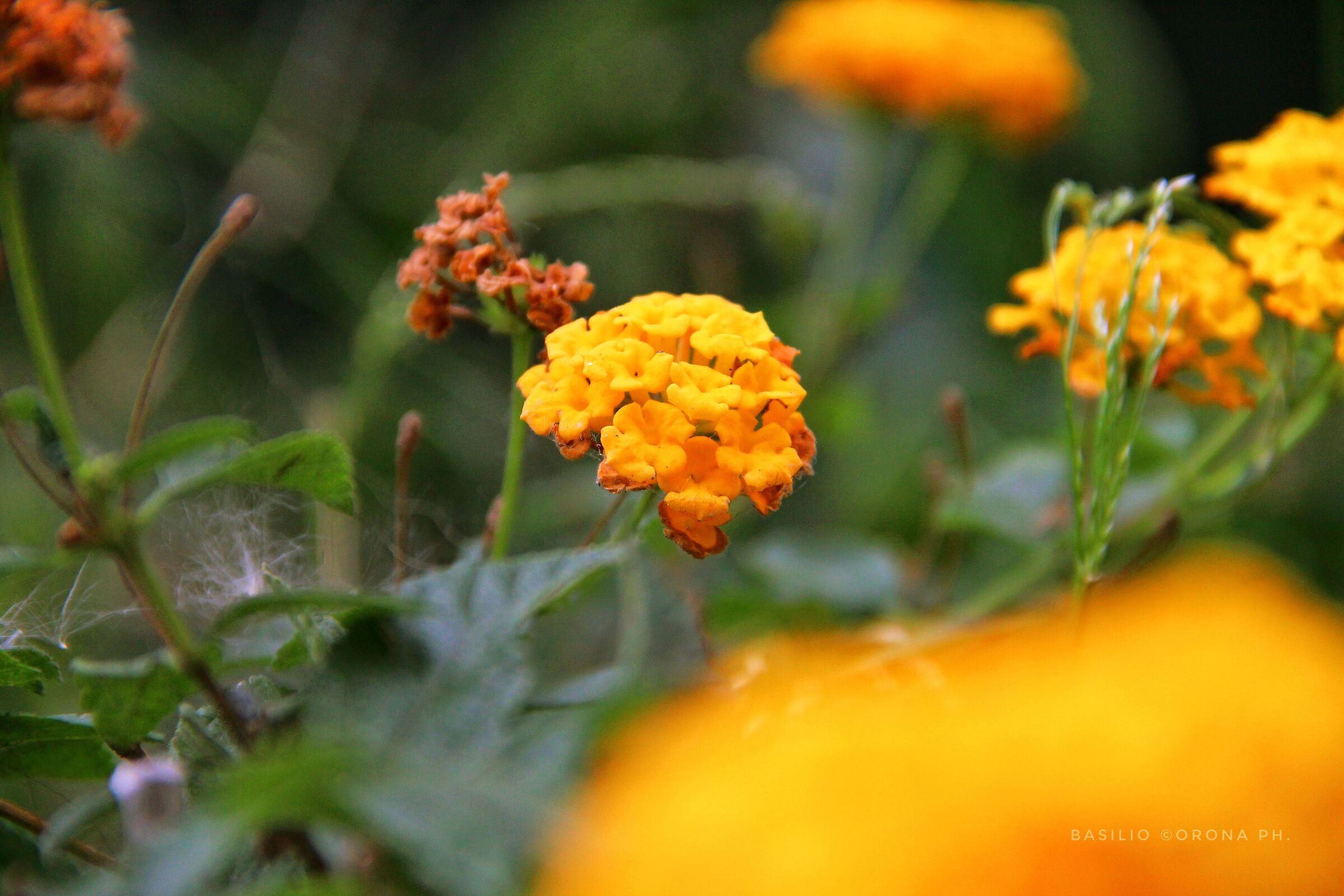 Nature is always beautiful...