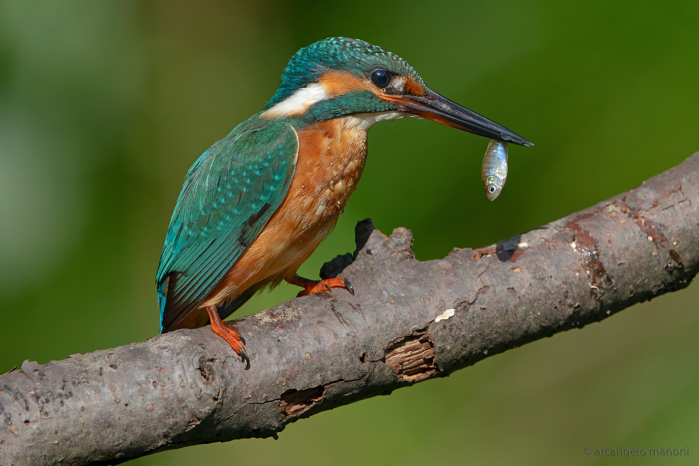 Un pesce a colazione
