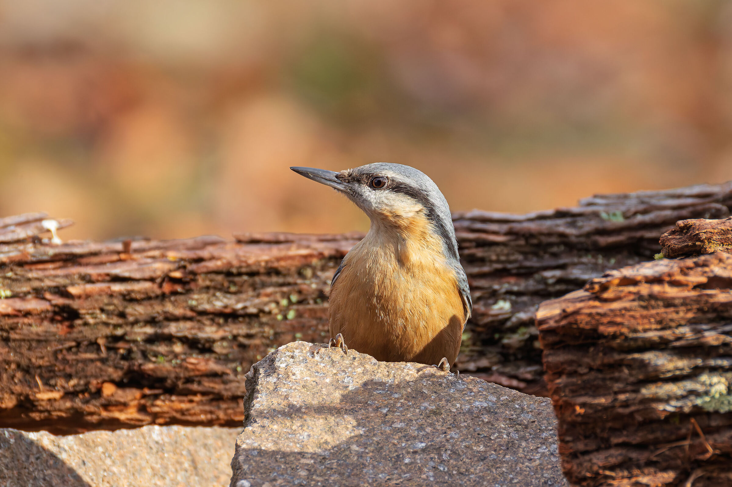 My best side Nuthatch
