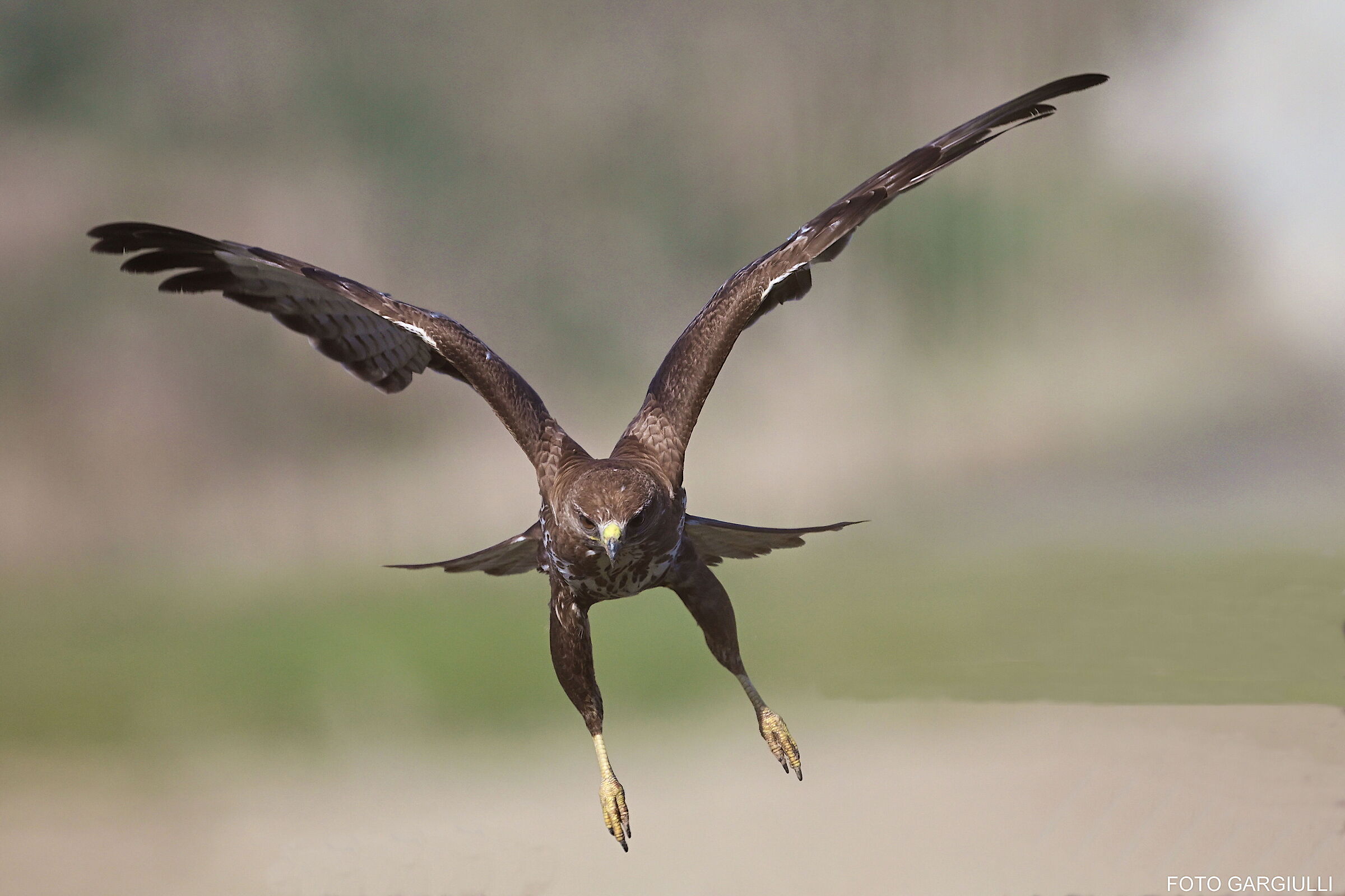 Buzzard