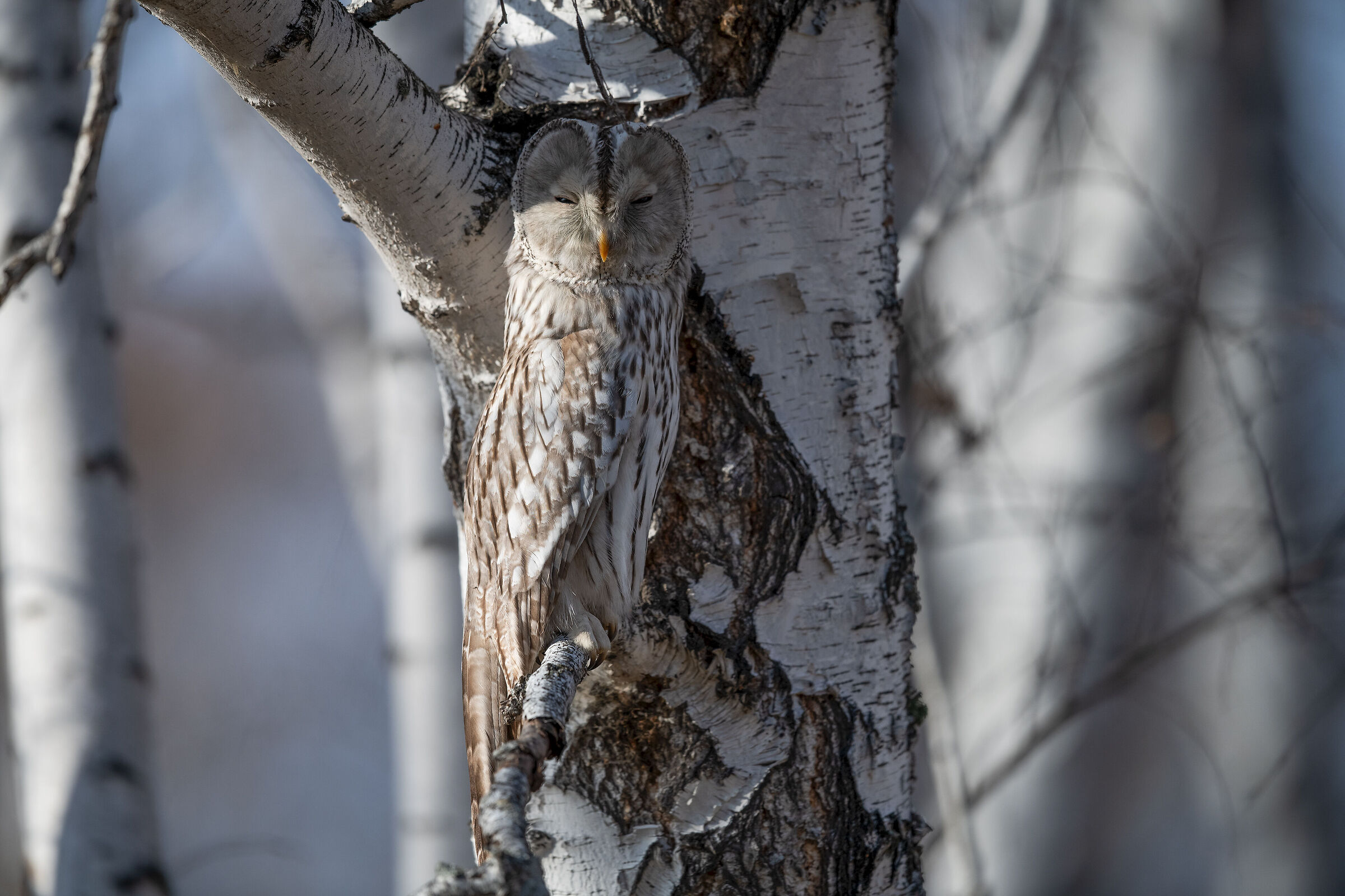 (mimicry) Ural Tawny Owl