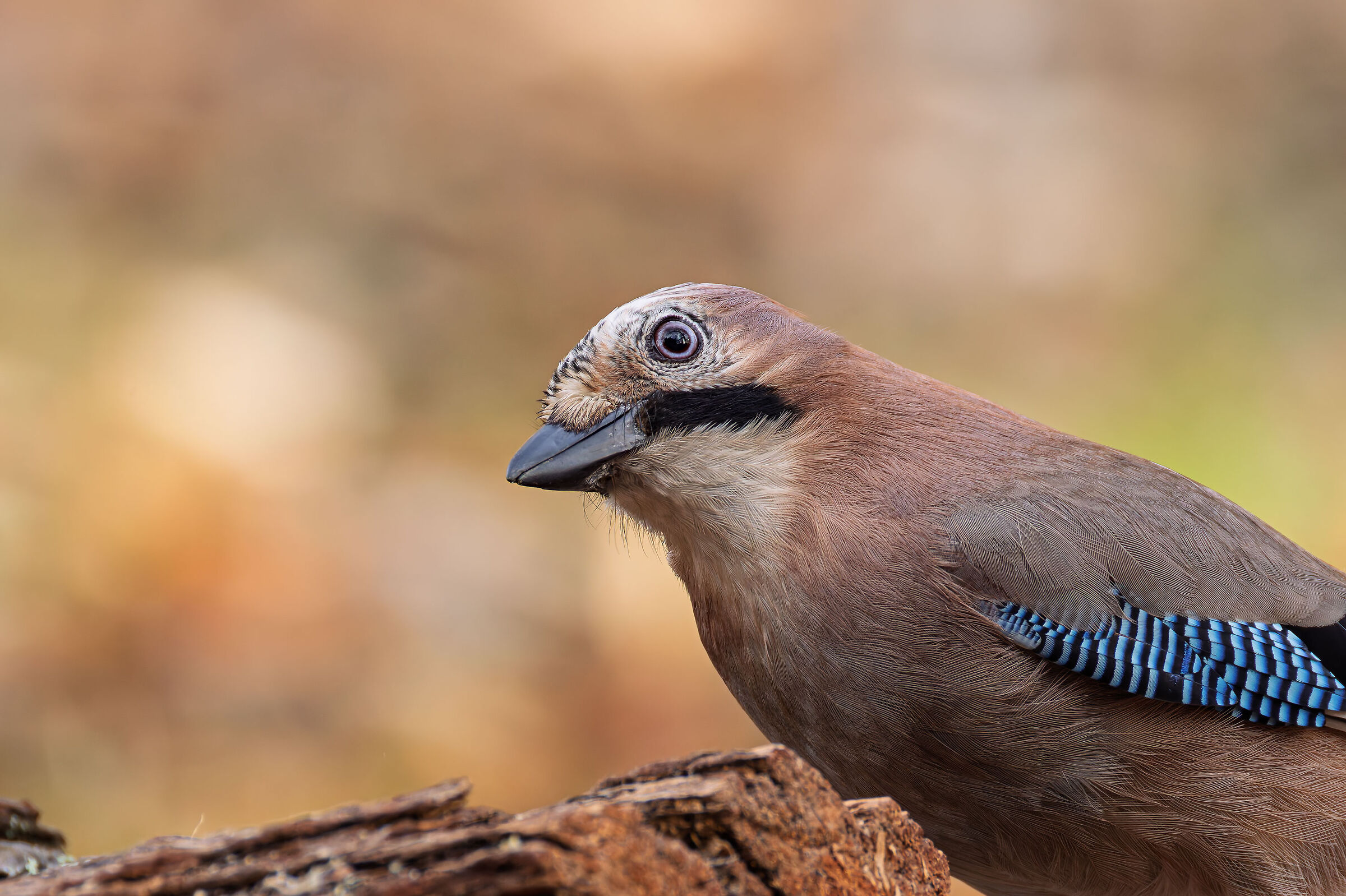 Portrait of Jay