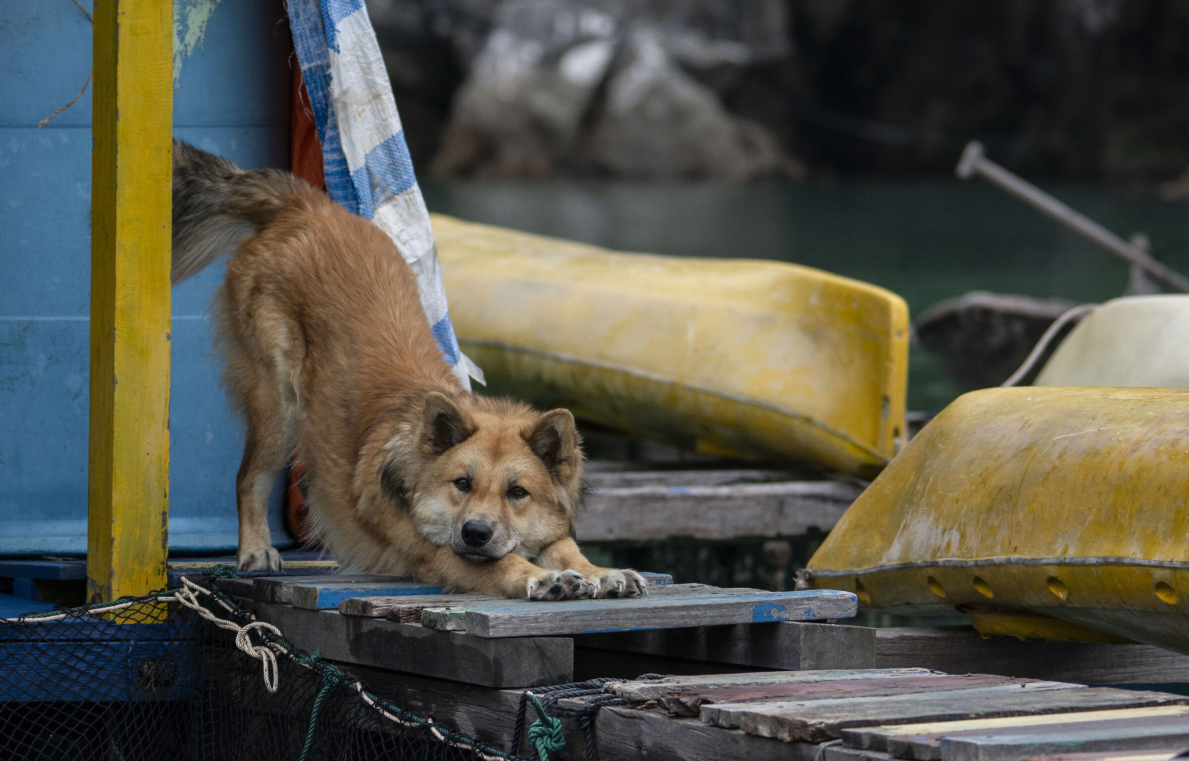 Sea Dog