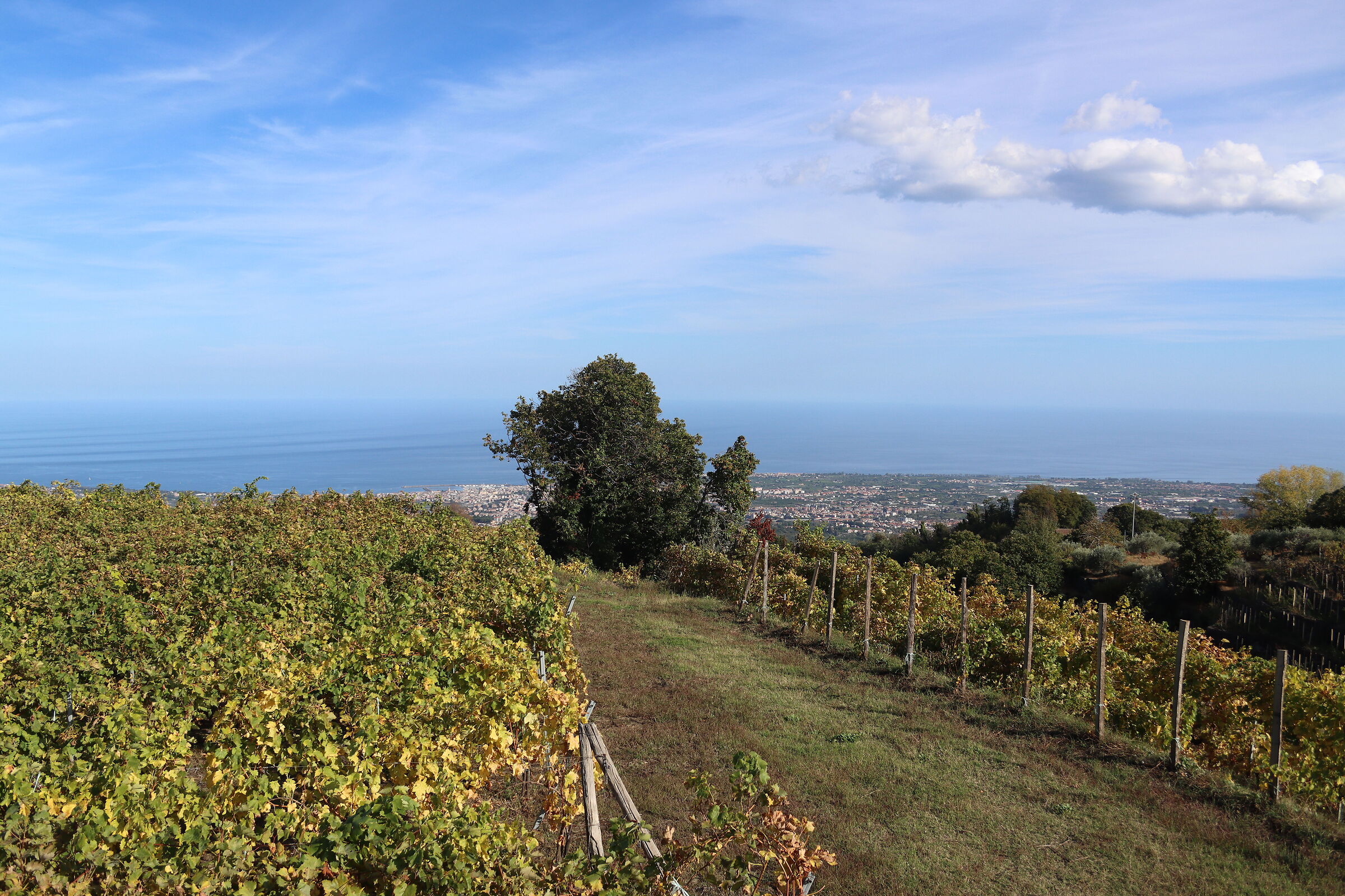 Il Vigneto sul Mare