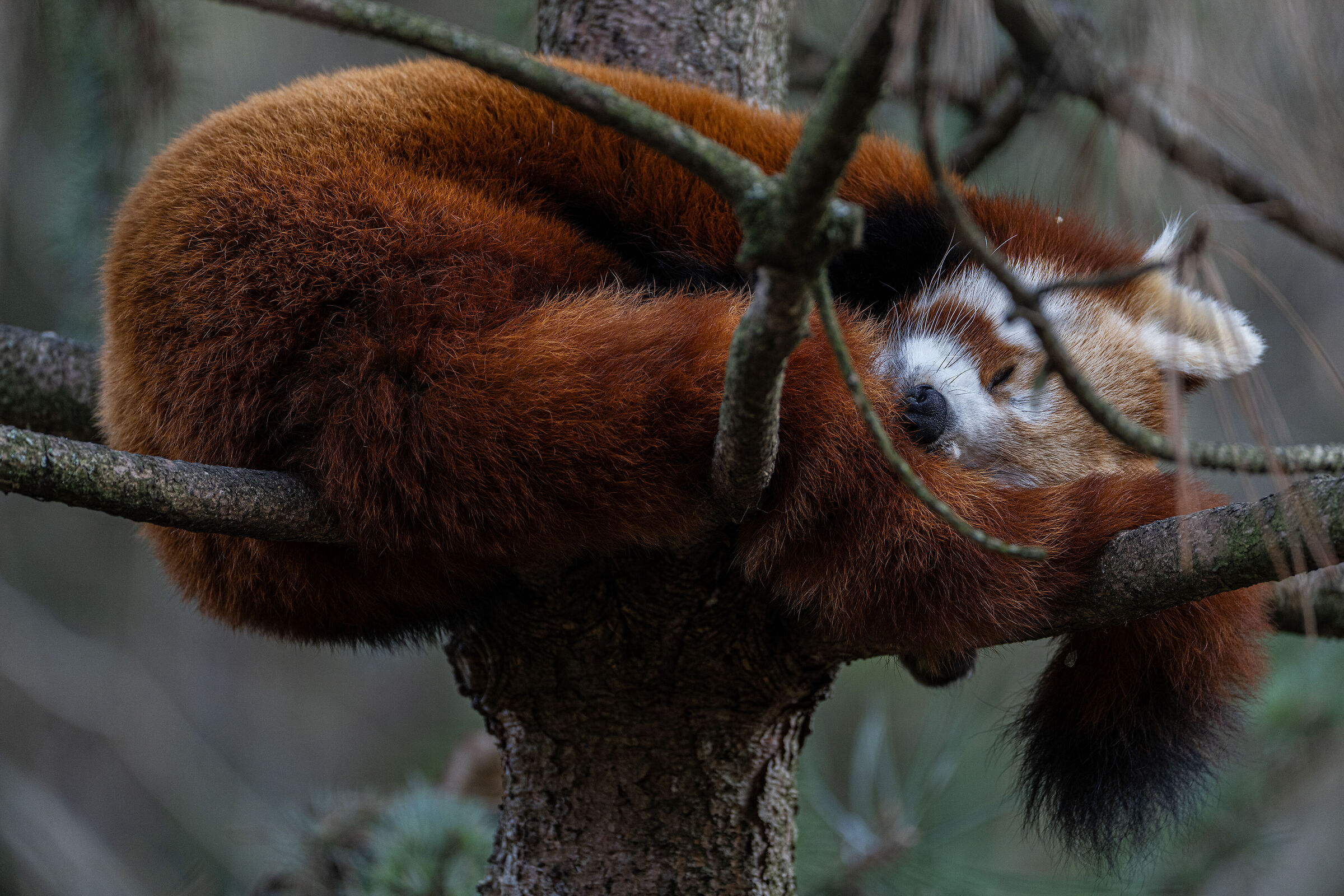 Red Panda at Natura Viva Park