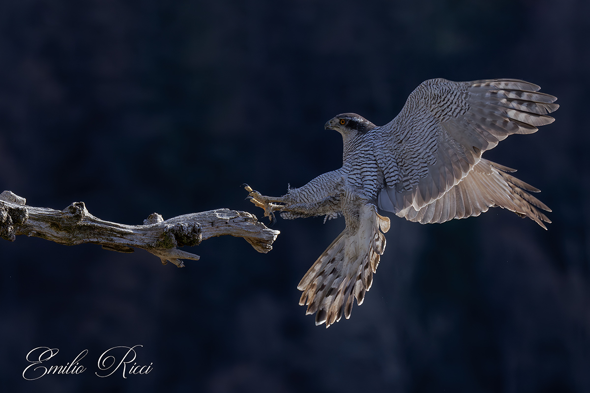 Goshawk