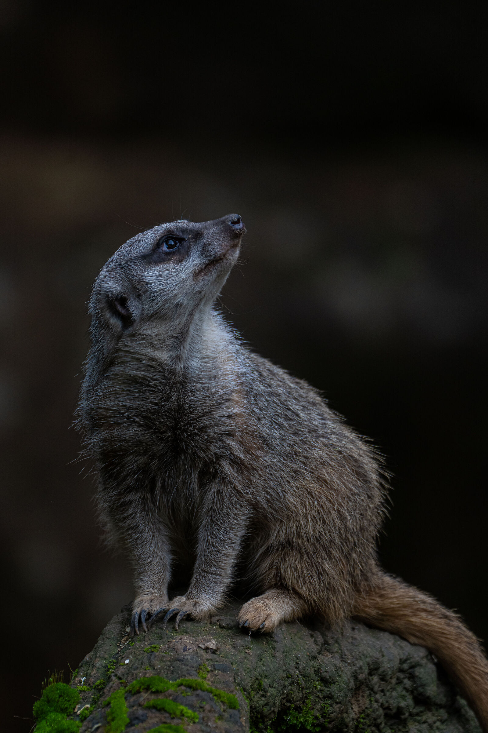 Meerkat - 2