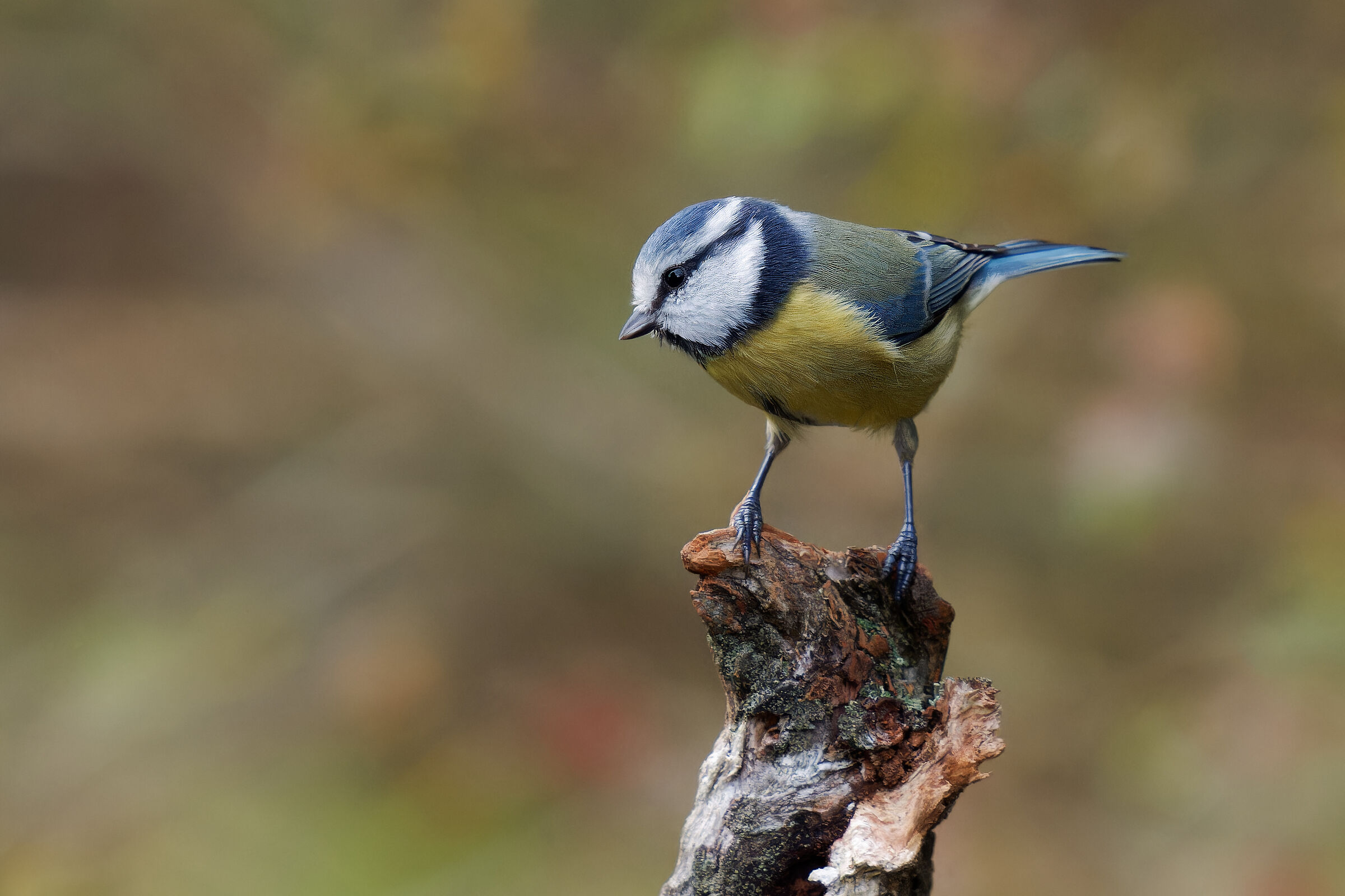 Cince azzurre (cyanistes caeruleus)