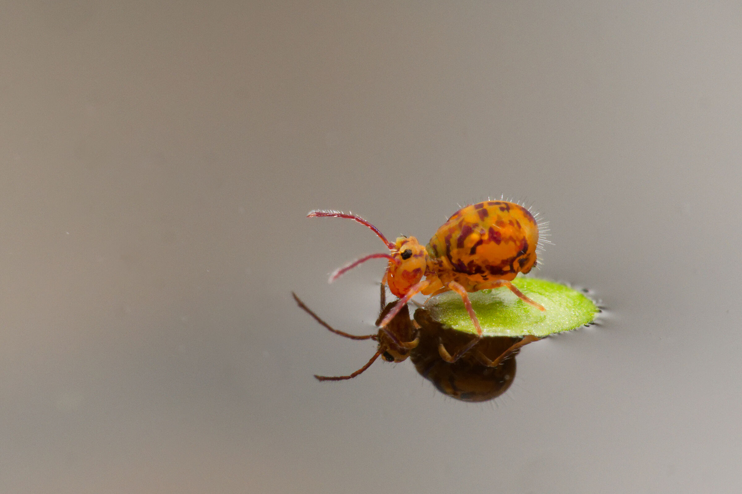 Collembolo surfista