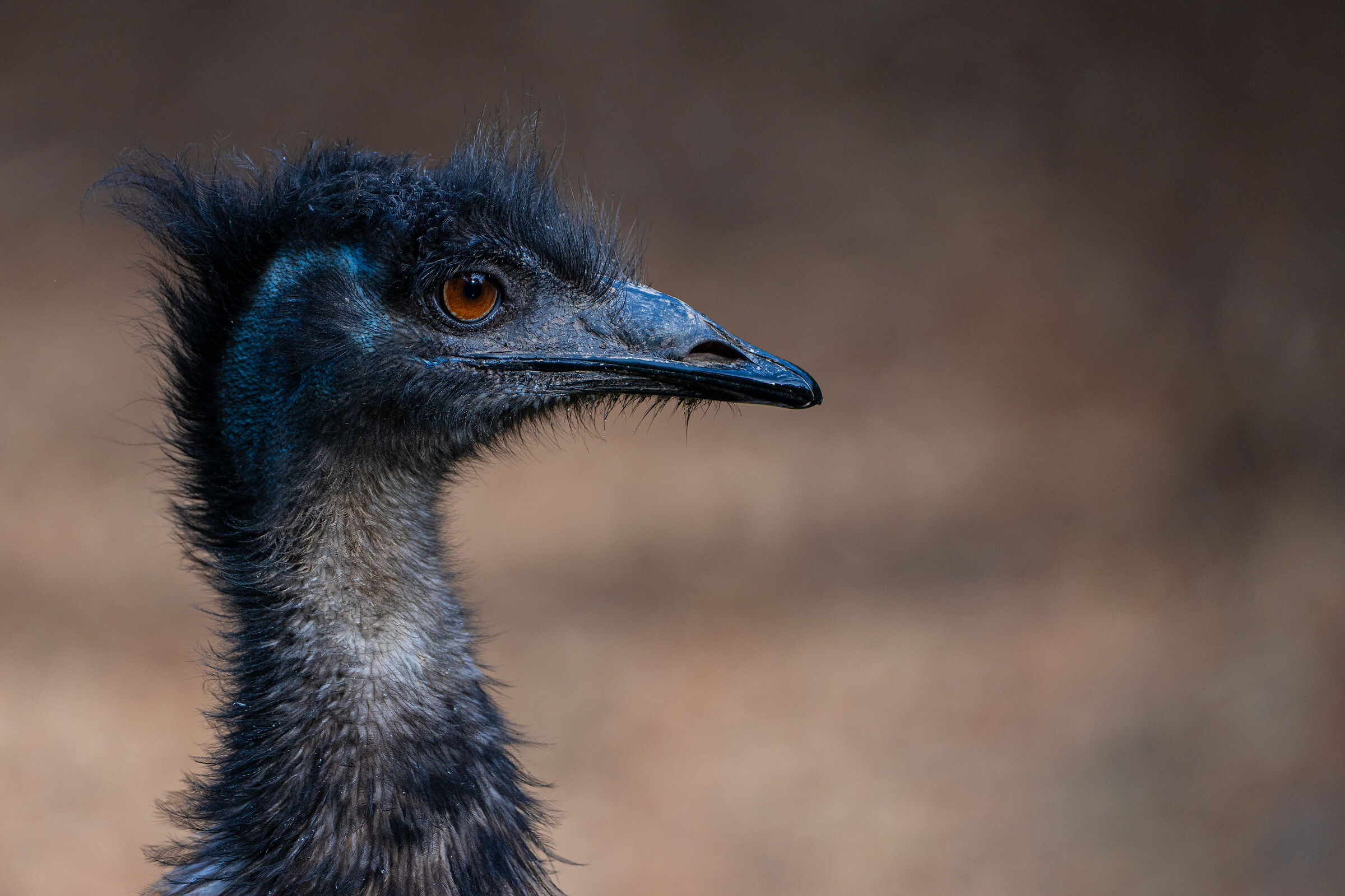 Emu